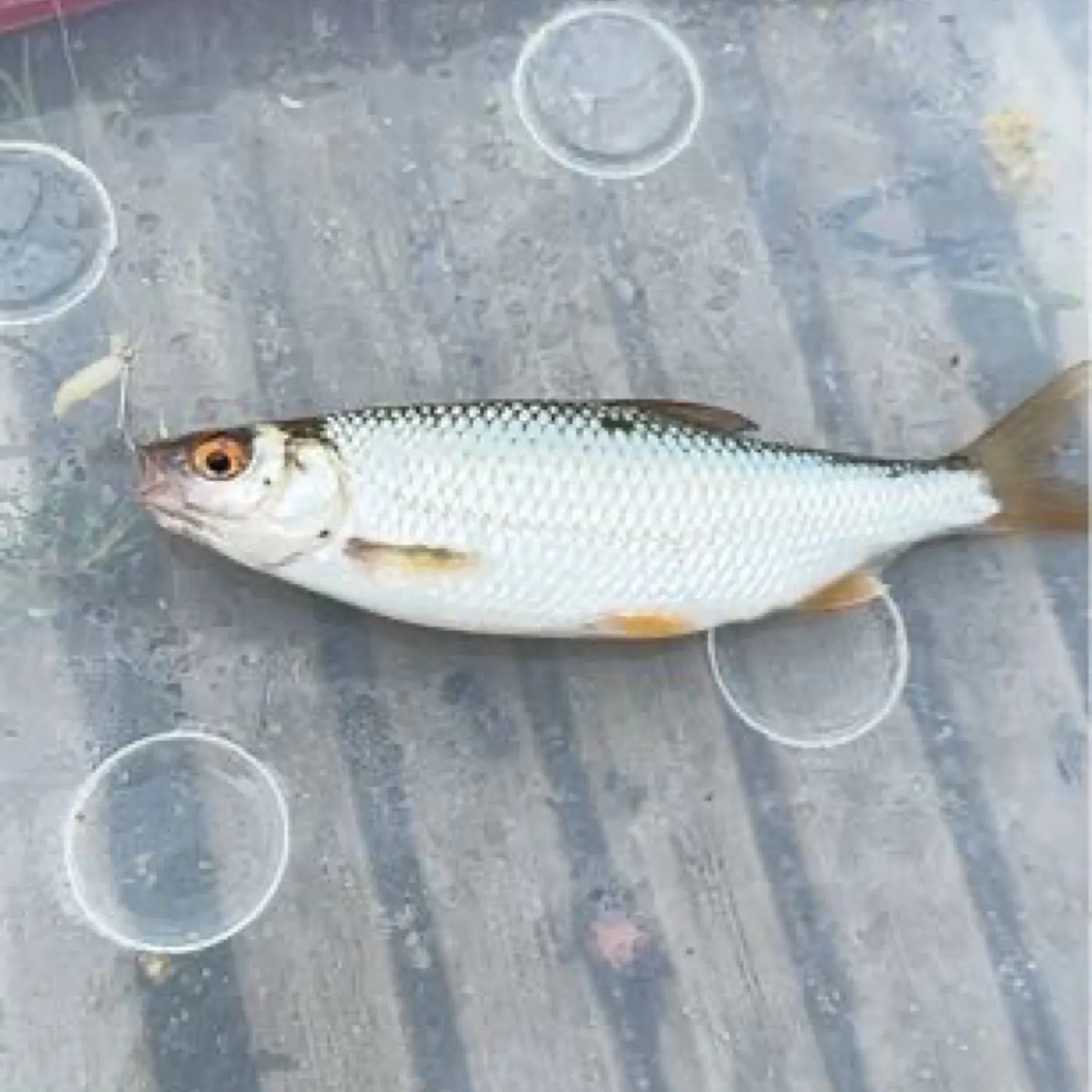 angler catch