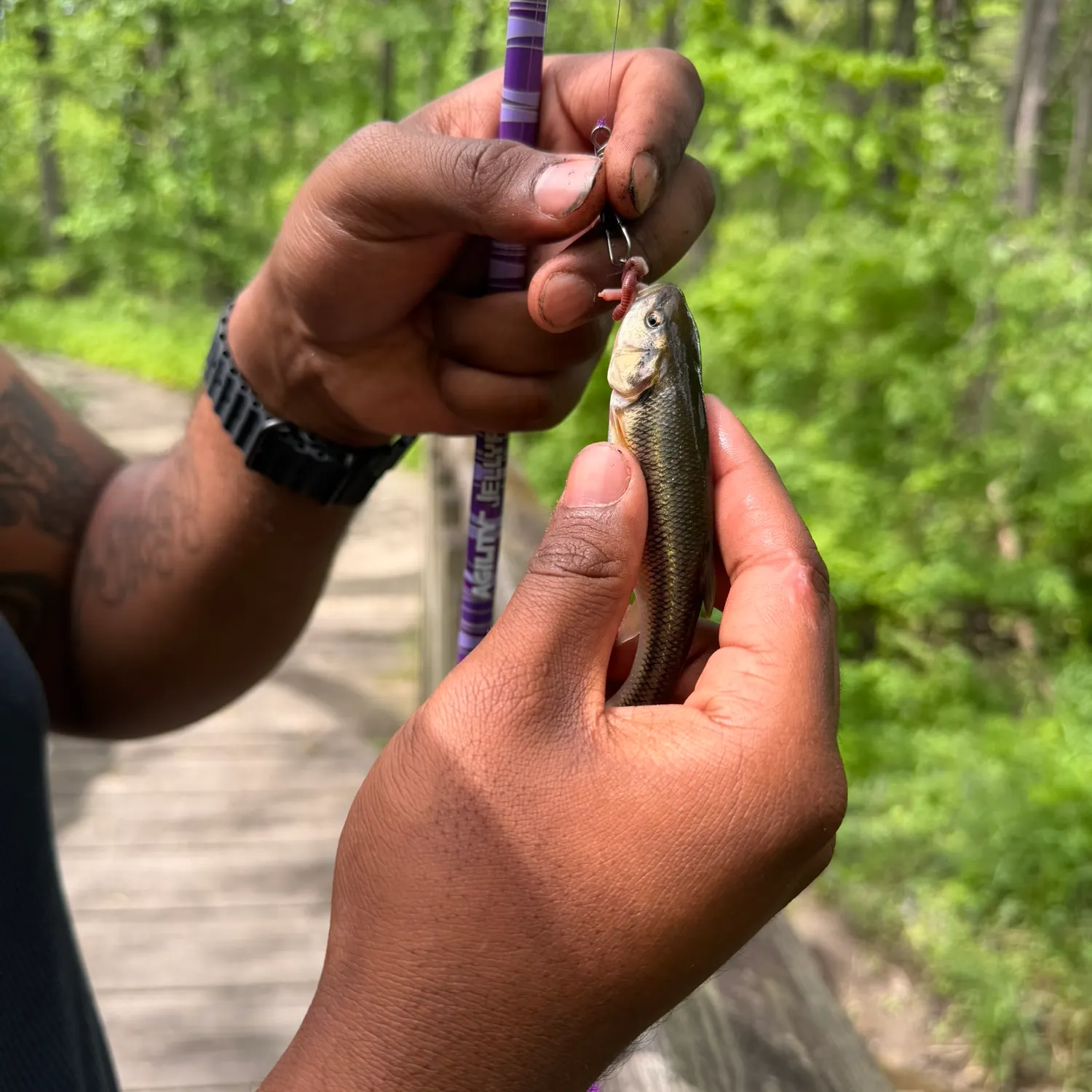 recently logged catches