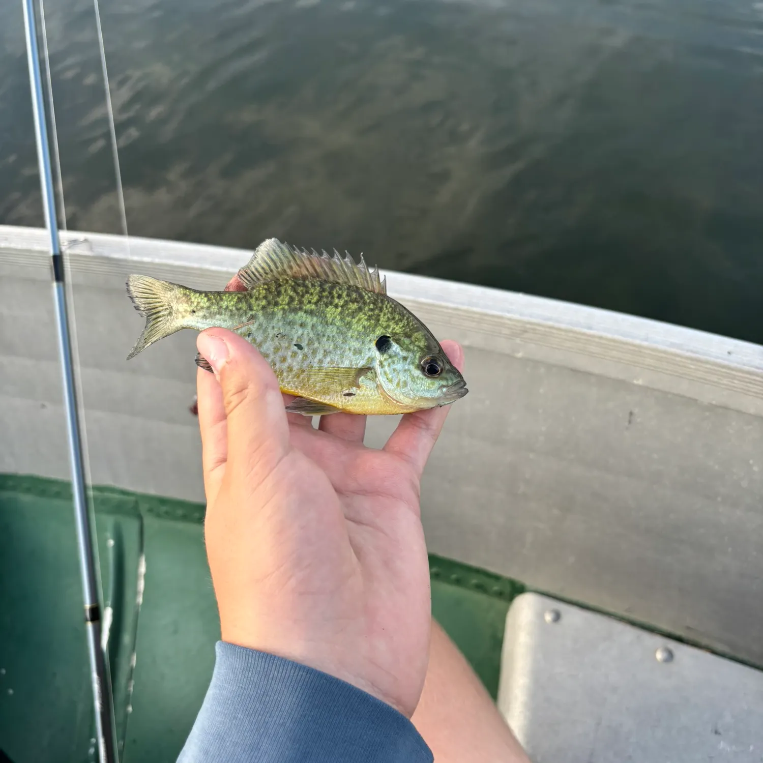 Redear x bluegill caught on Fishbrain