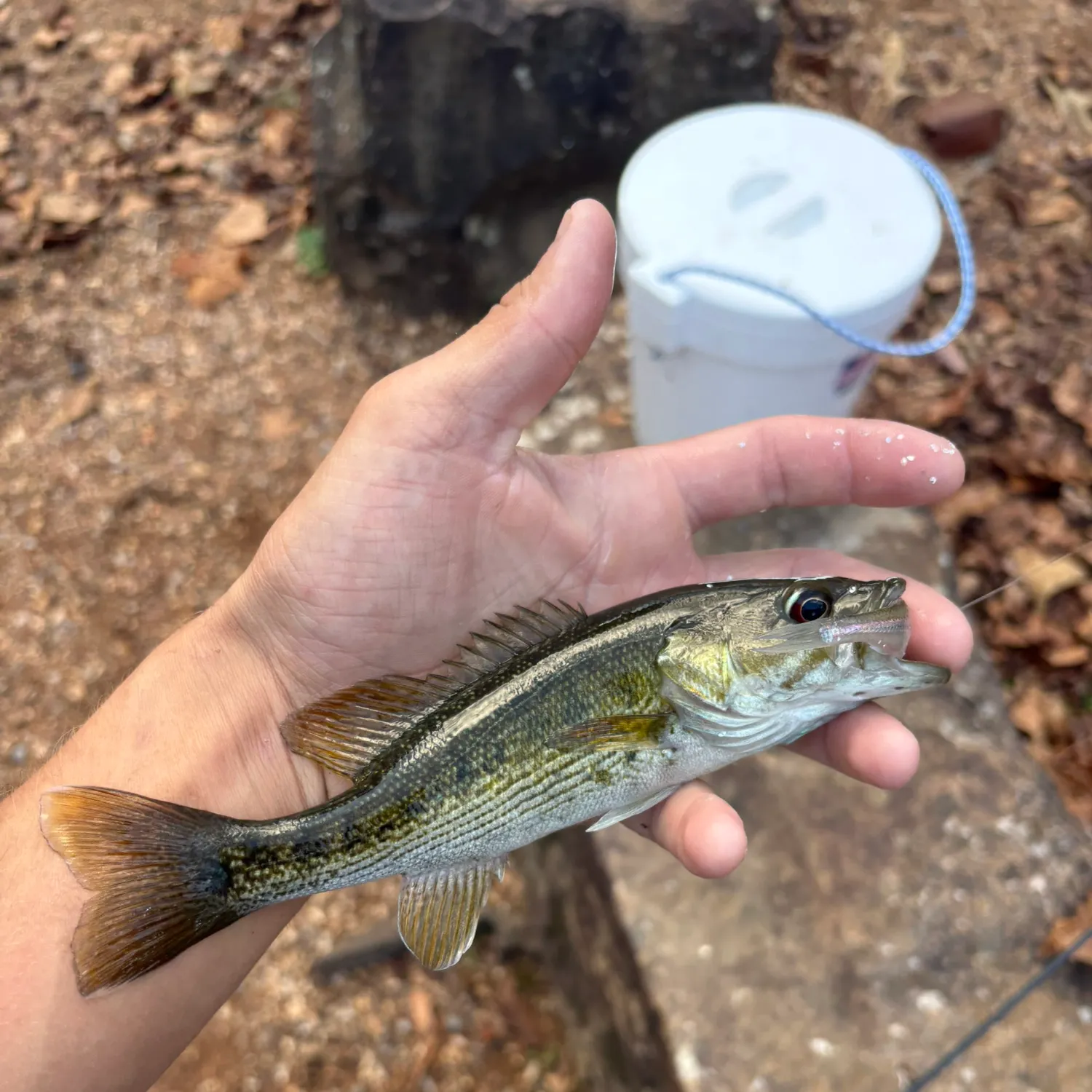 The most recent Cahaba bass catches on Fishbrain