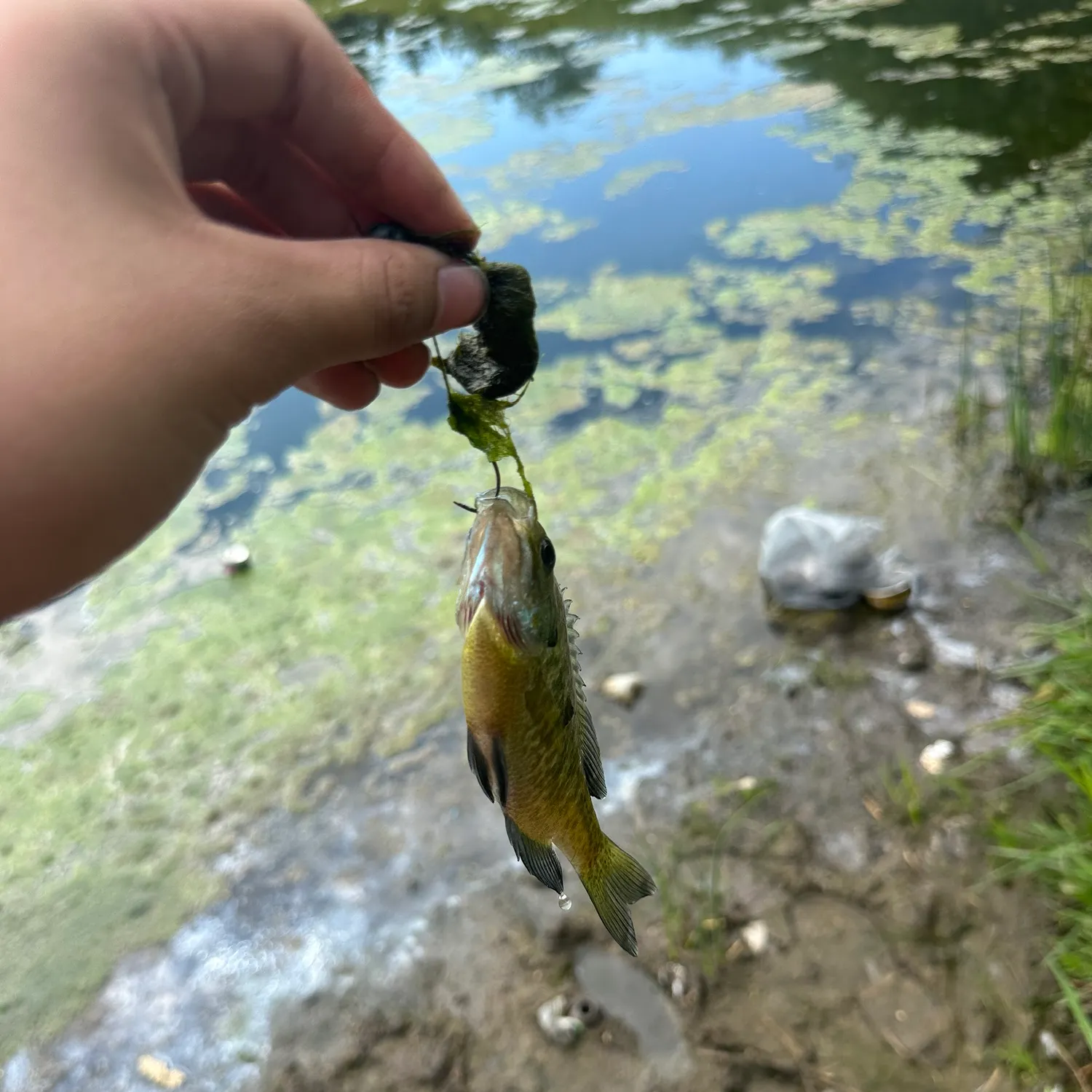 Bluegill caught on Fishbrain