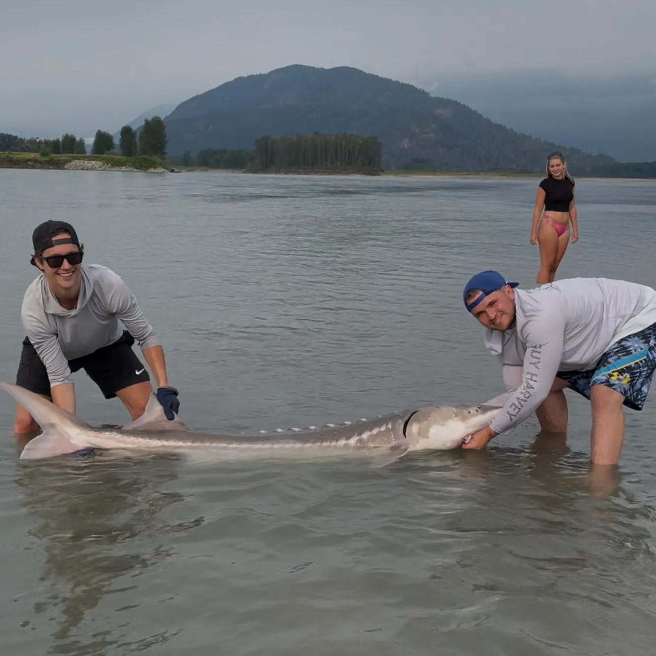The most recent White sturgeon catches on Fishbrain