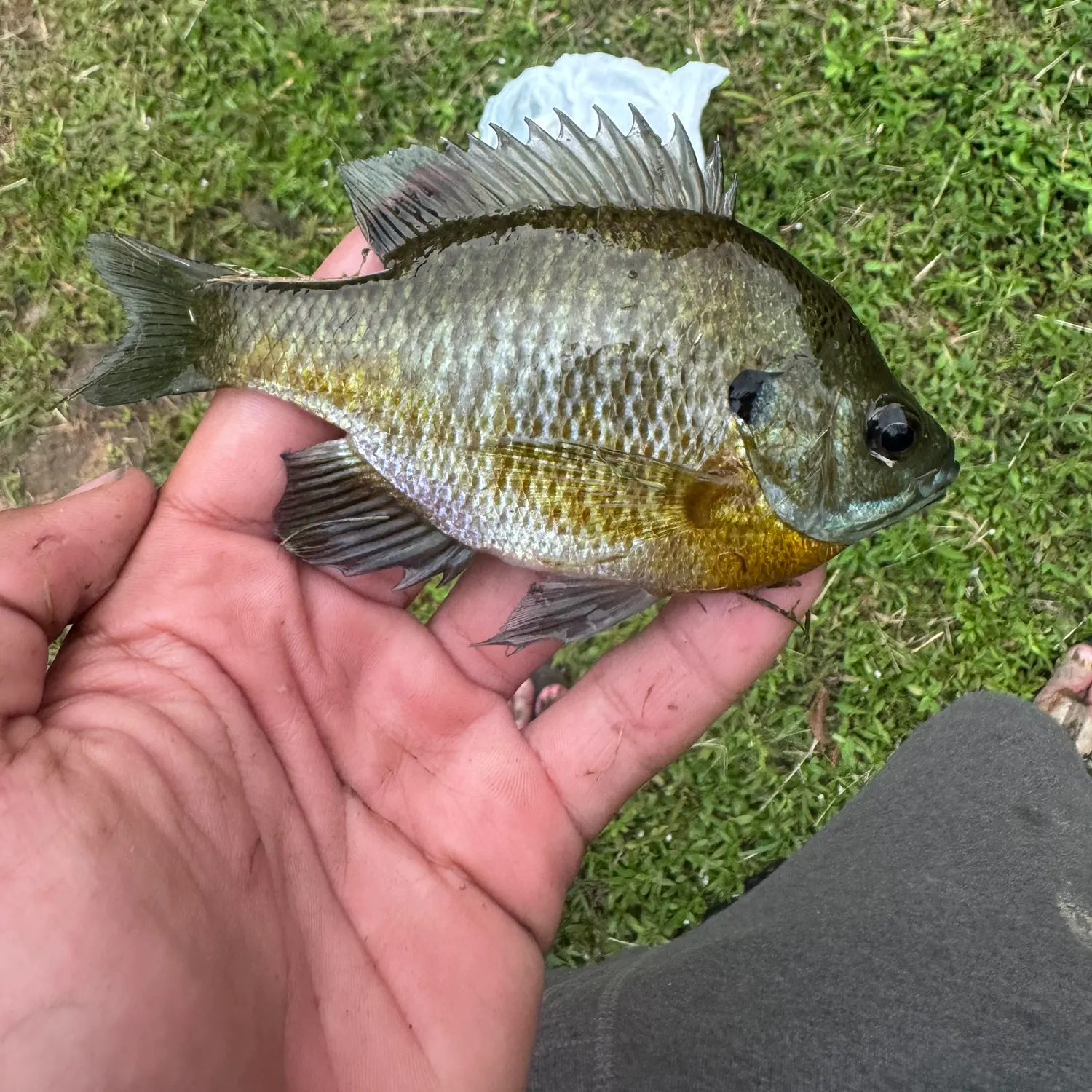 Bluegill caught on Fishbrain