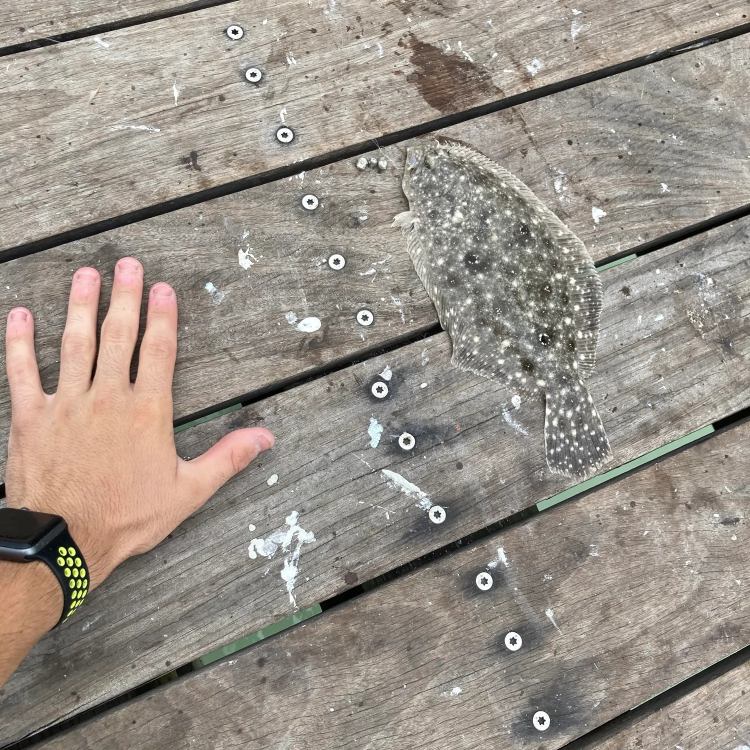 Fish caught on Fishbrain