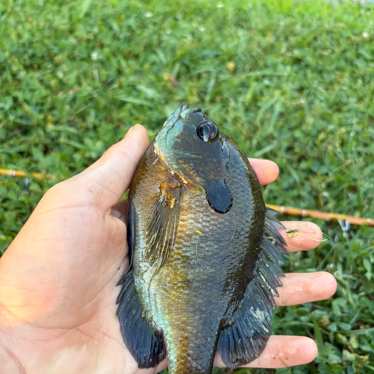 The most recent Redbreast sunfish catches on Fishbrain
