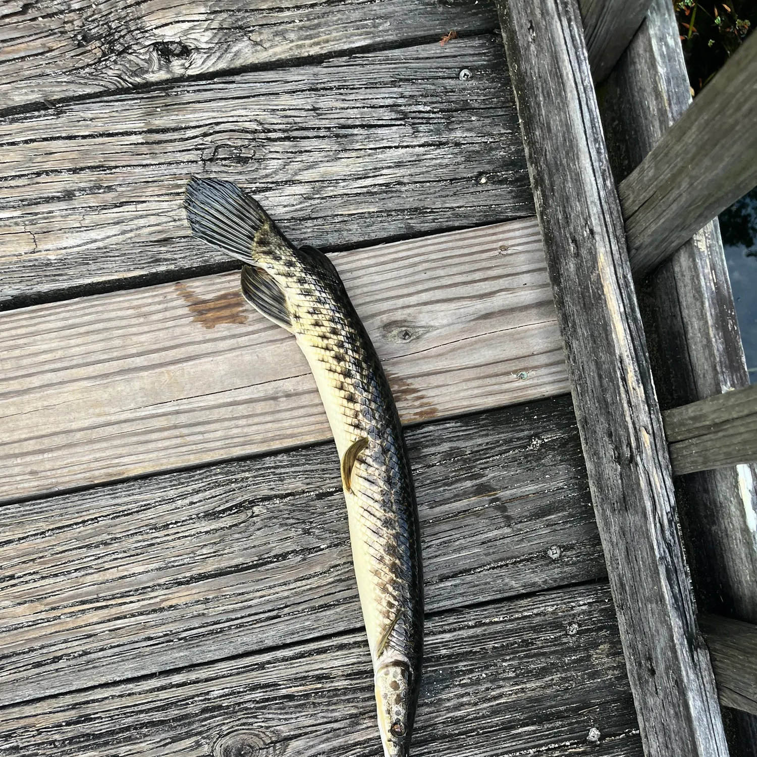 recently logged catches