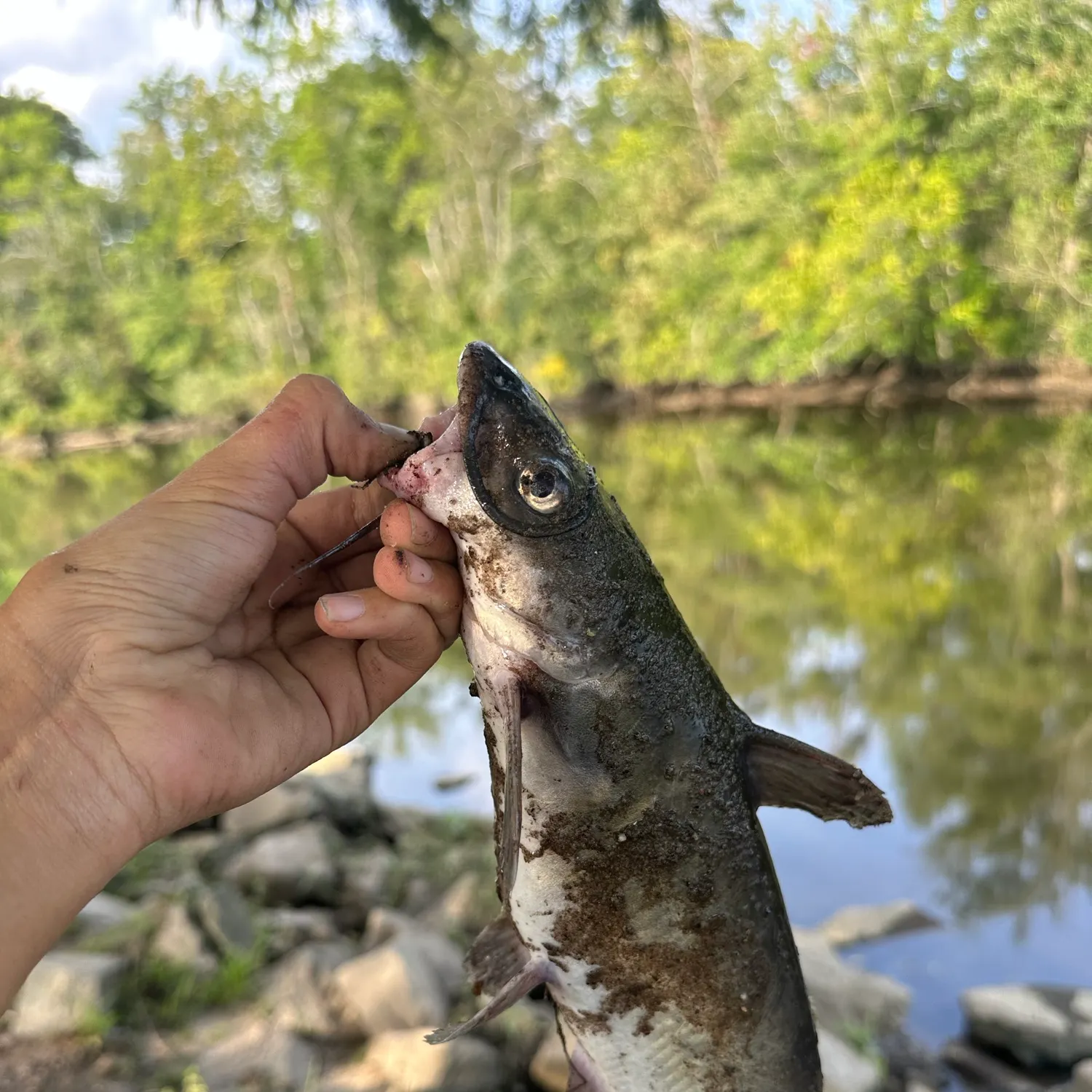 Channel catfish caught on Fishbrain