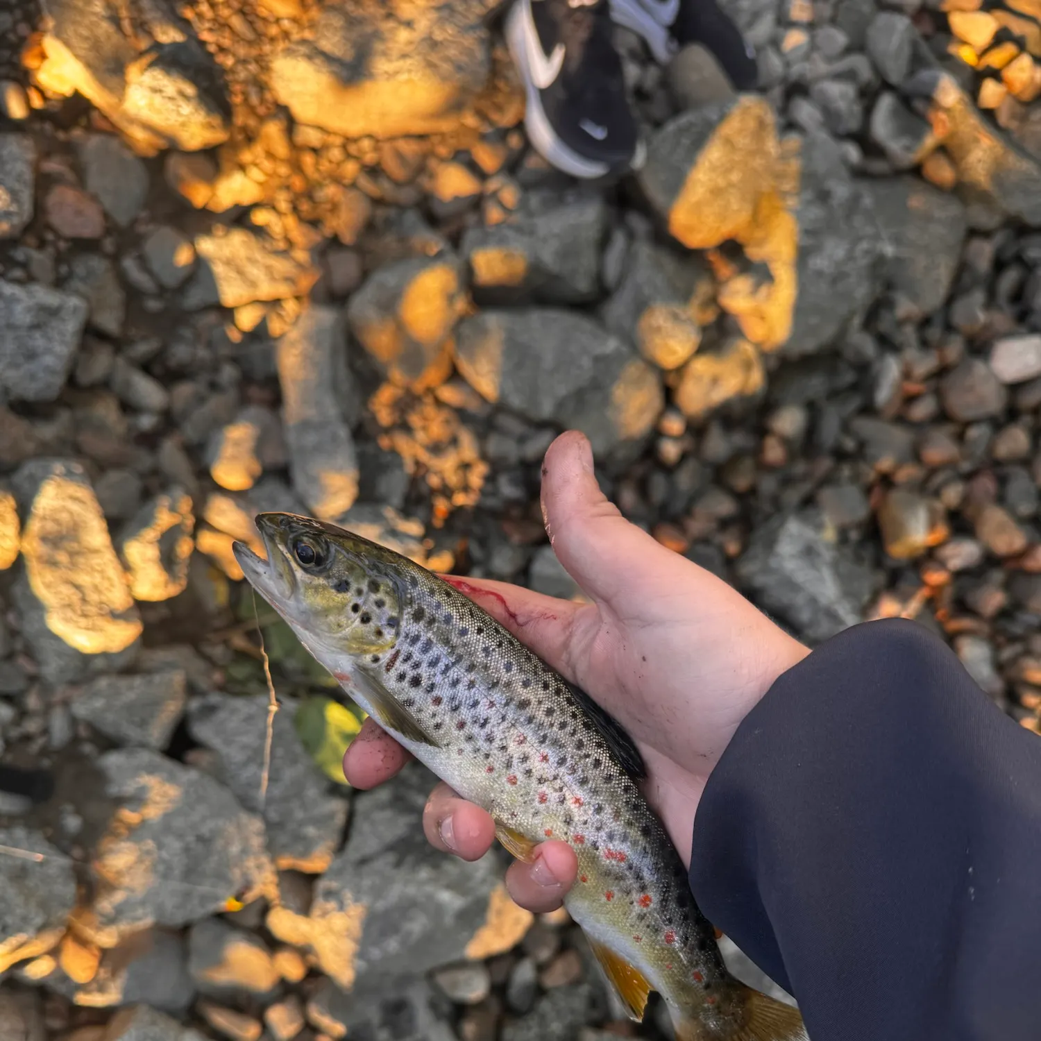 Lake trout caught on Fishbrain