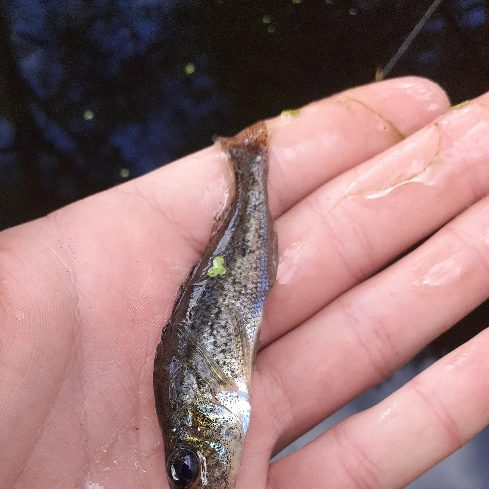 The most recent Eurasian ruffe catches on Fishbrain