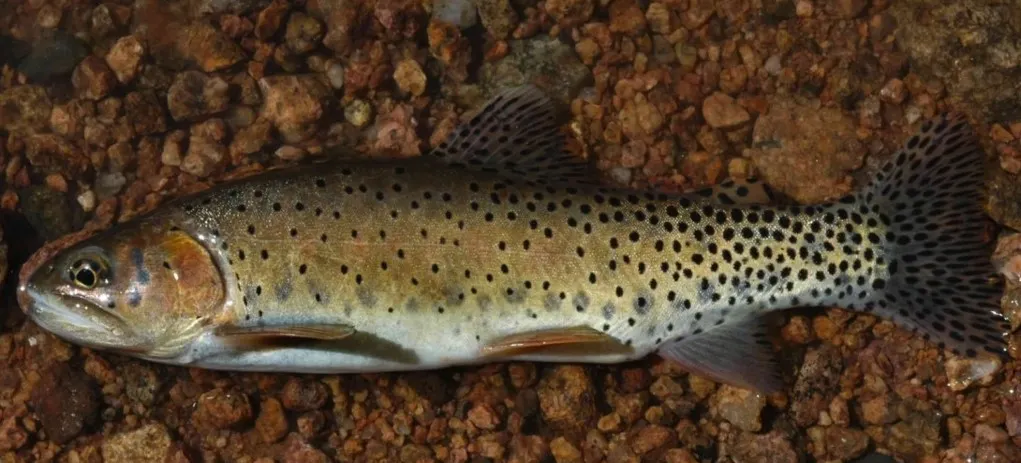 Greenback cutthroat trout