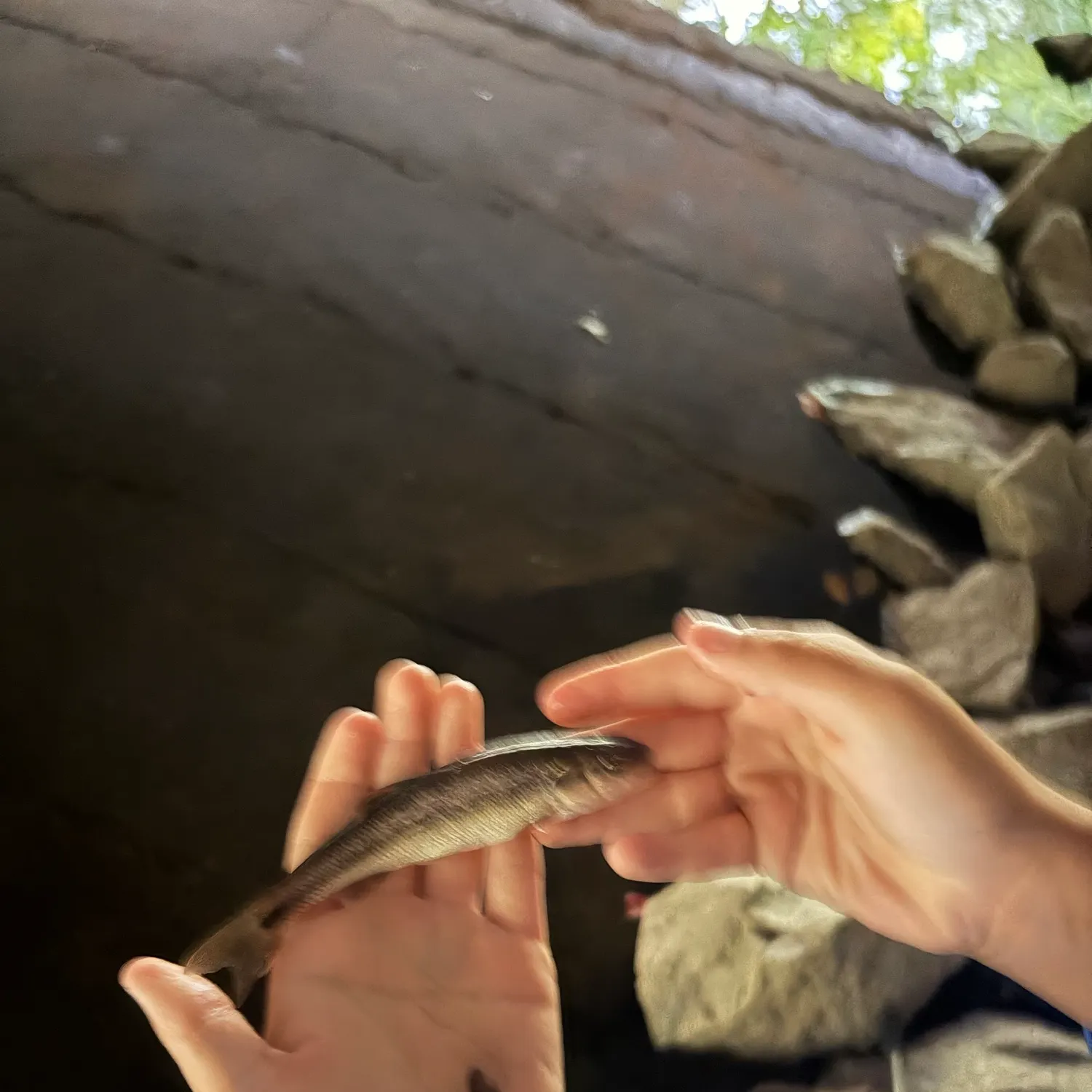 Creek chub caught on Fishbrain