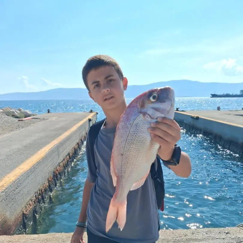 The most recent Red seabream catches on Fishbrain
