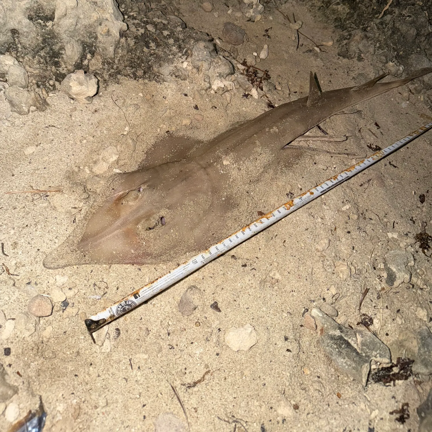 Pacific shovelnose guitarfish caught on Fishbrain