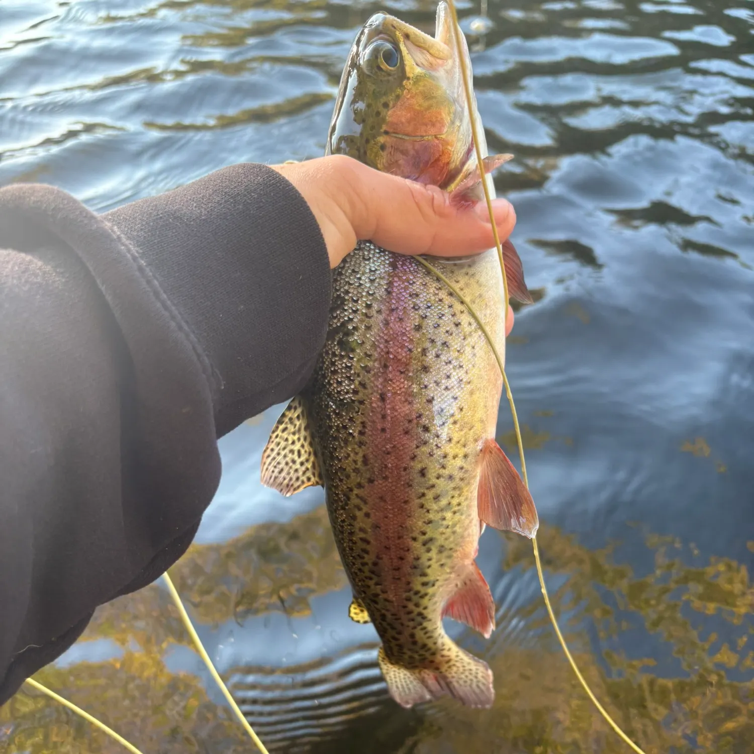 Rainbow trout caught on Fishbrain