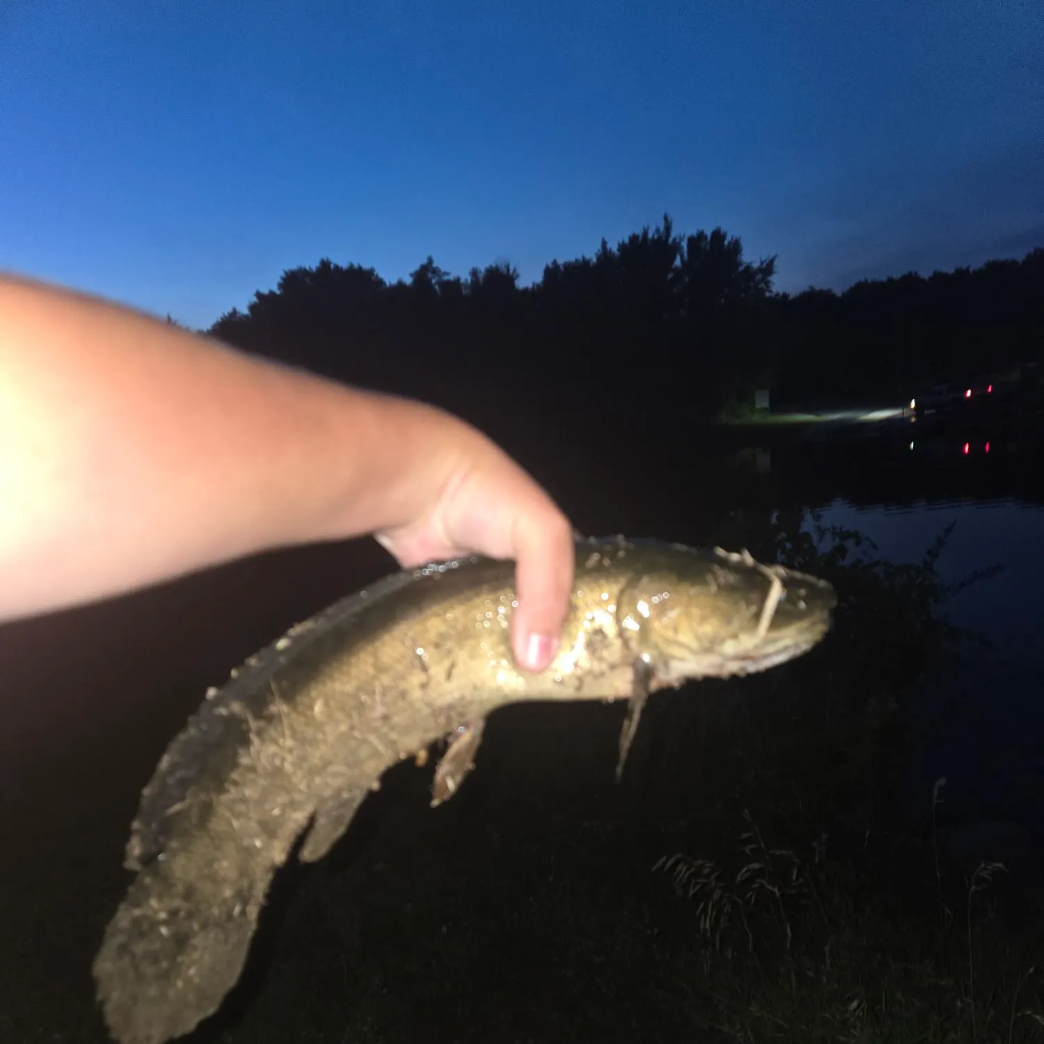 Eyetail bowfin caught on Fishbrain