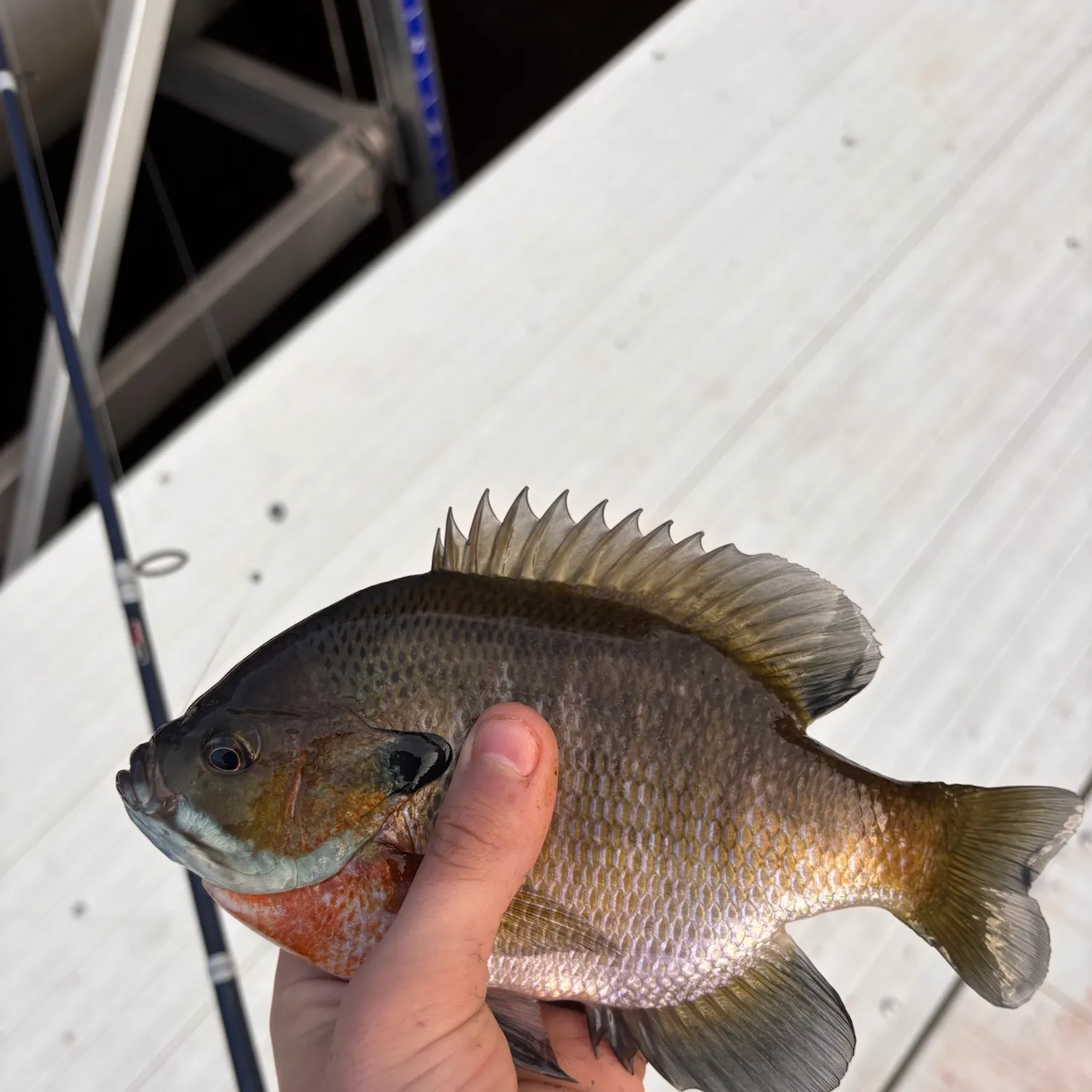 Bluegill caught on Fishbrain
