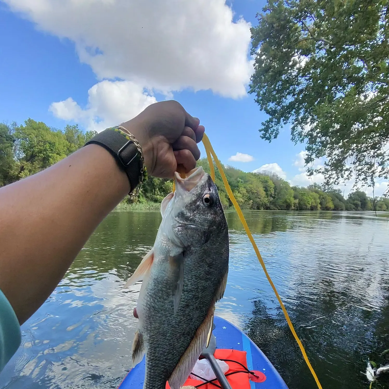 Freshwater drum caught on Fishbrain