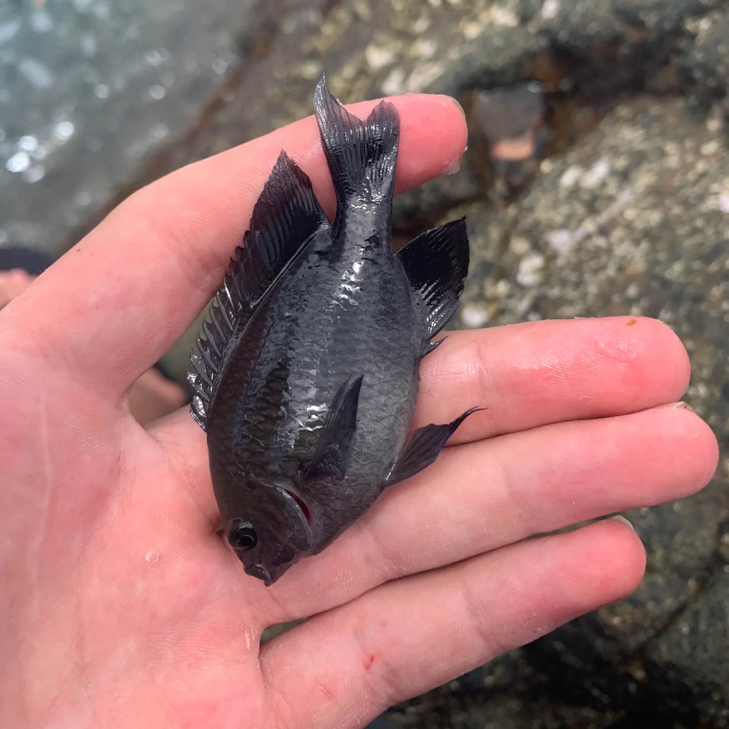 The most recent Dusky damselfish catches on Fishbrain