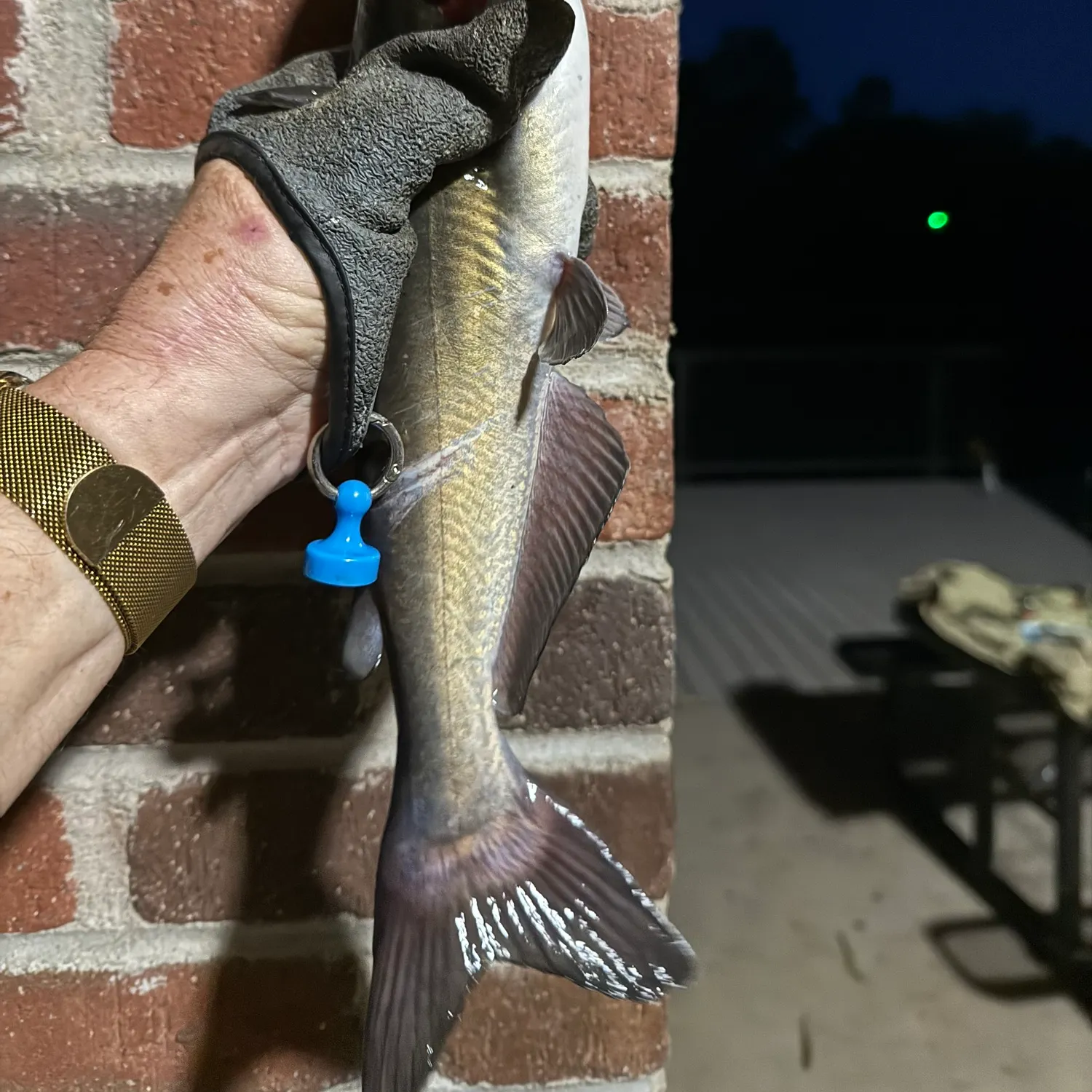 Channel catfish caught on Fishbrain