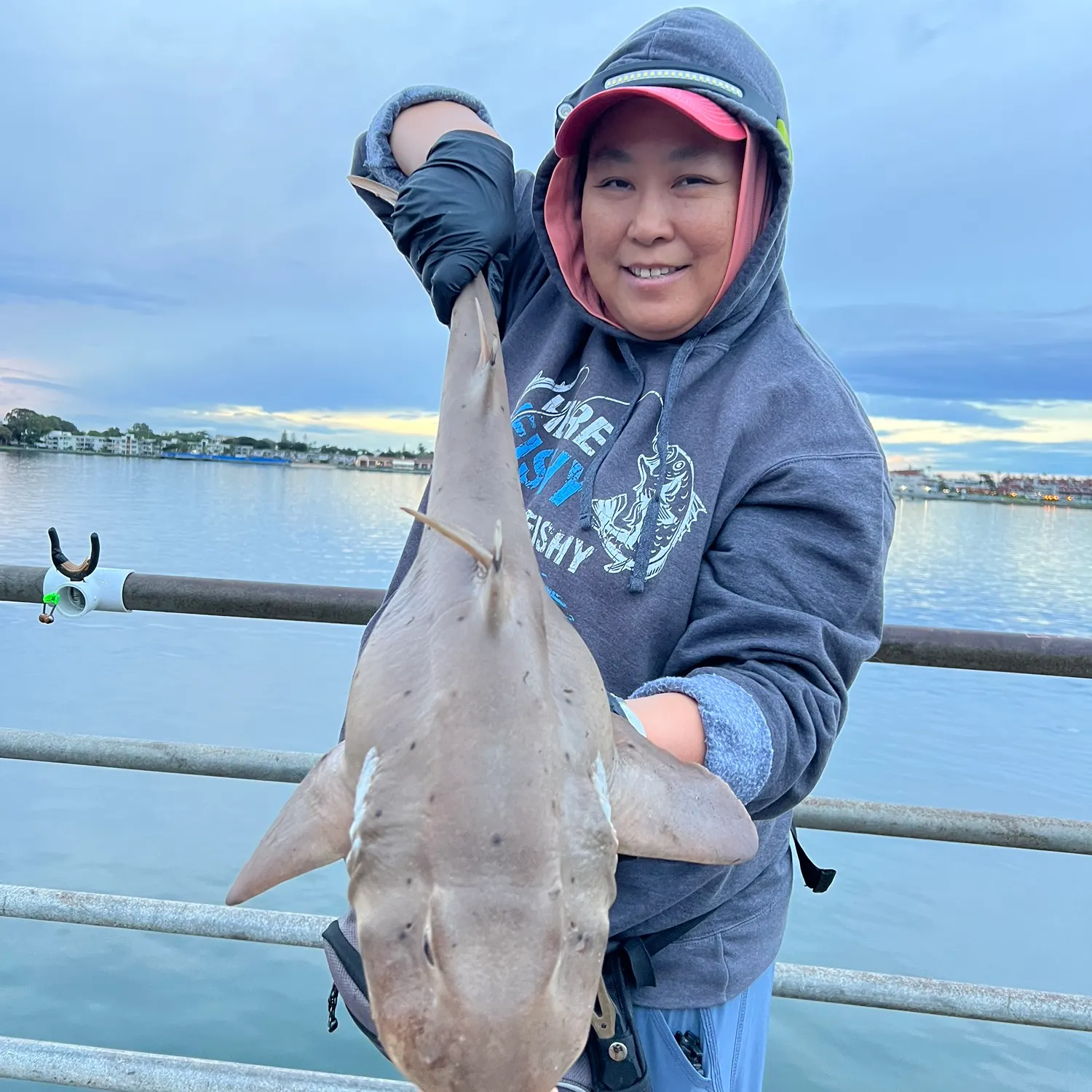 The most recent Horn shark catches on Fishbrain