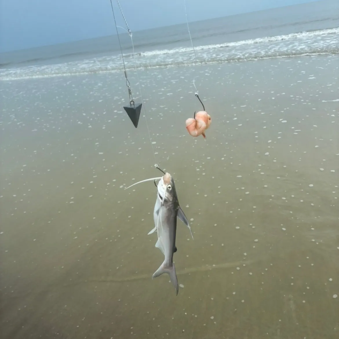 Gafftopsail sea catfish caught on Fishbrain