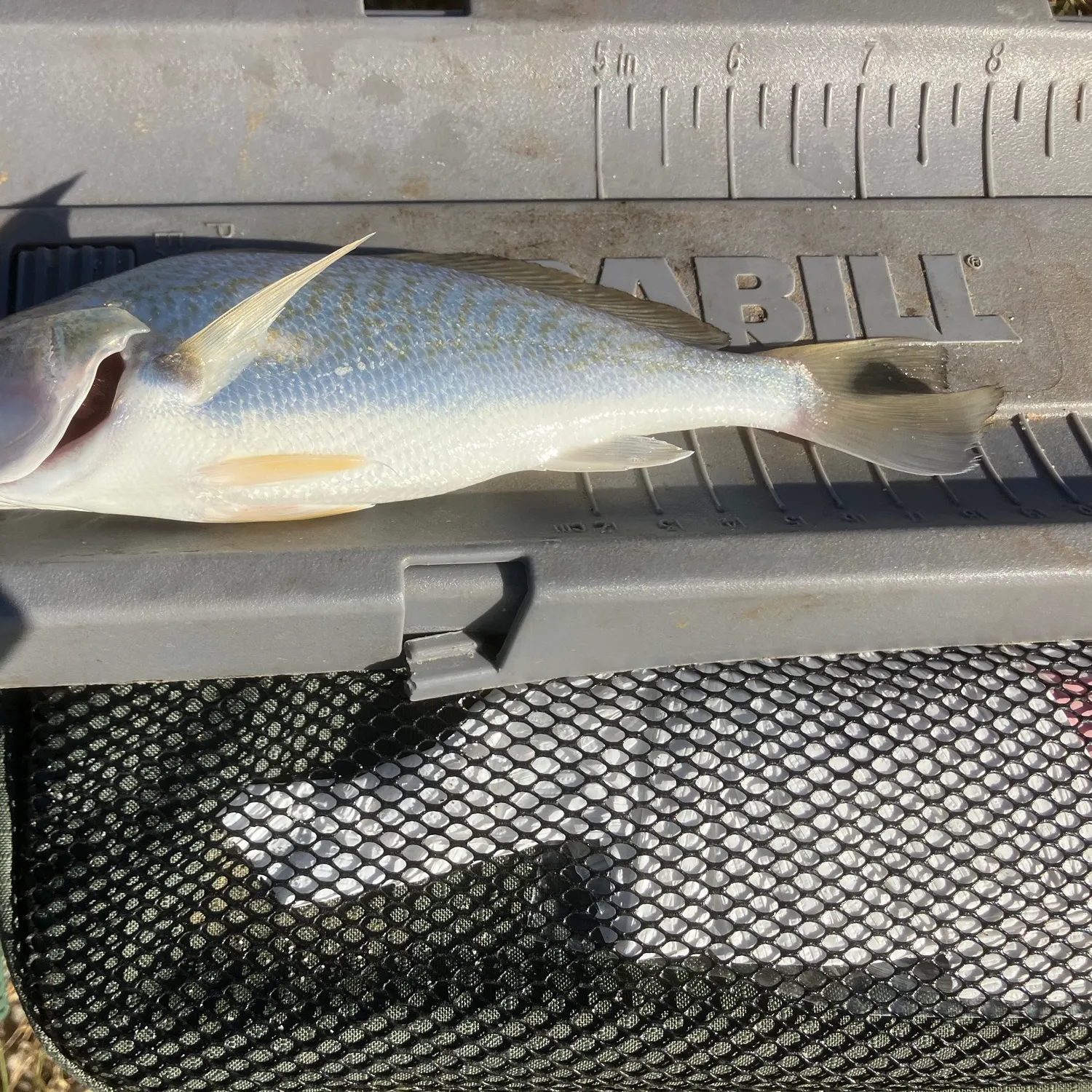 Fish caught on Fishbrain