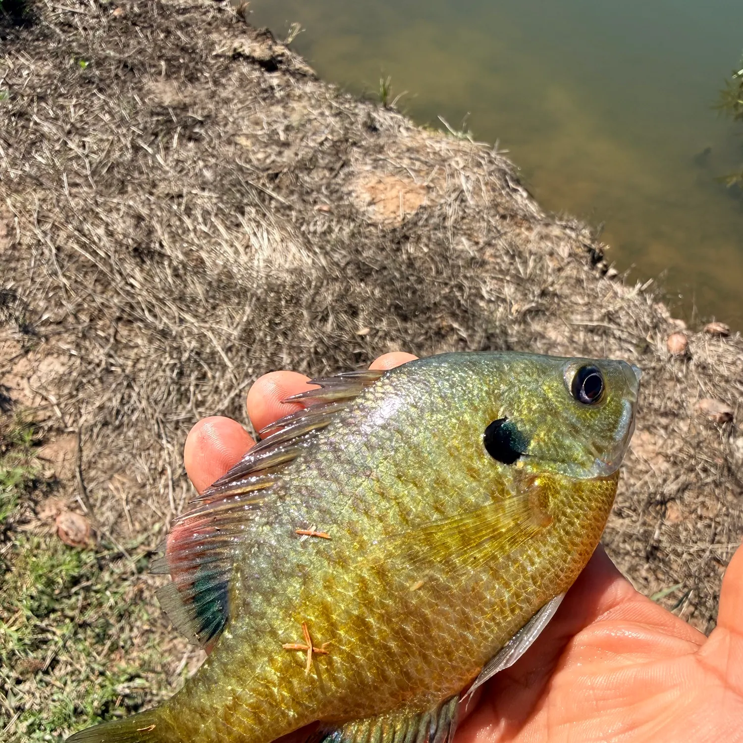 Bluegill caught on Fishbrain