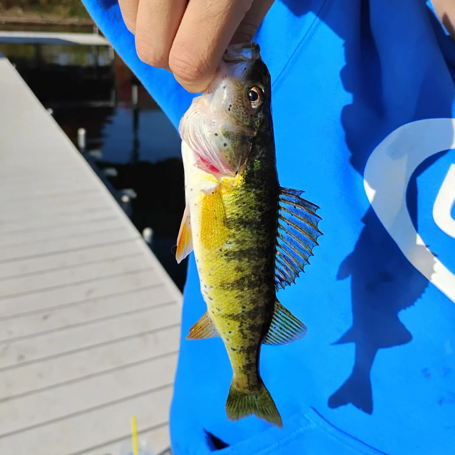 Yellow perch caught on Fishbrain