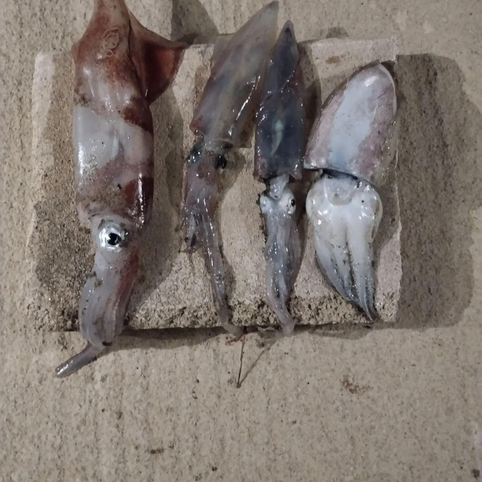 Southern calamari caught on Fishbrain