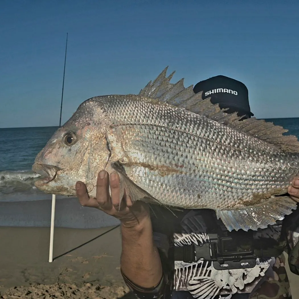 The most recent Australasian snapper catches on Fishbrain