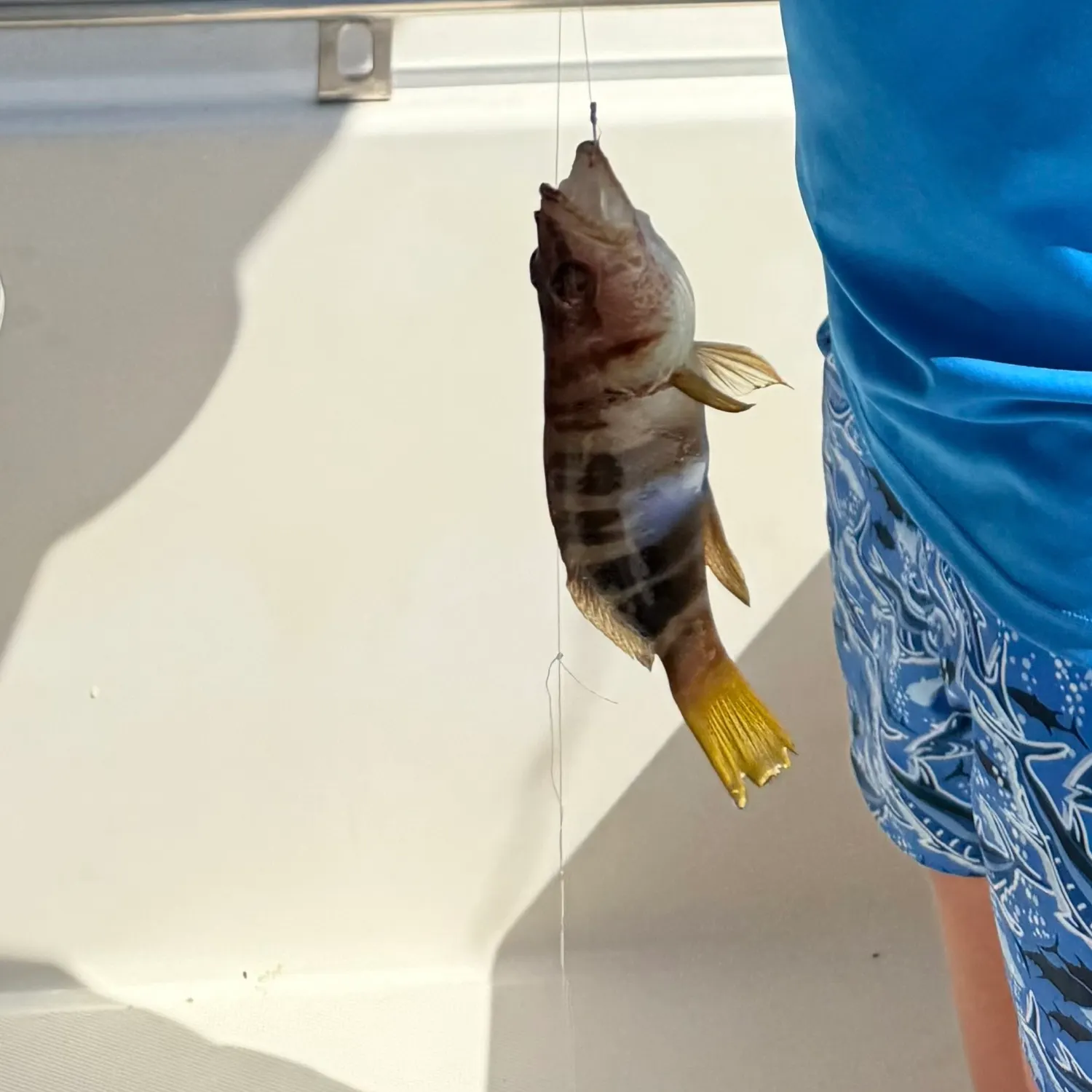 The most recent Painted comber catches on Fishbrain