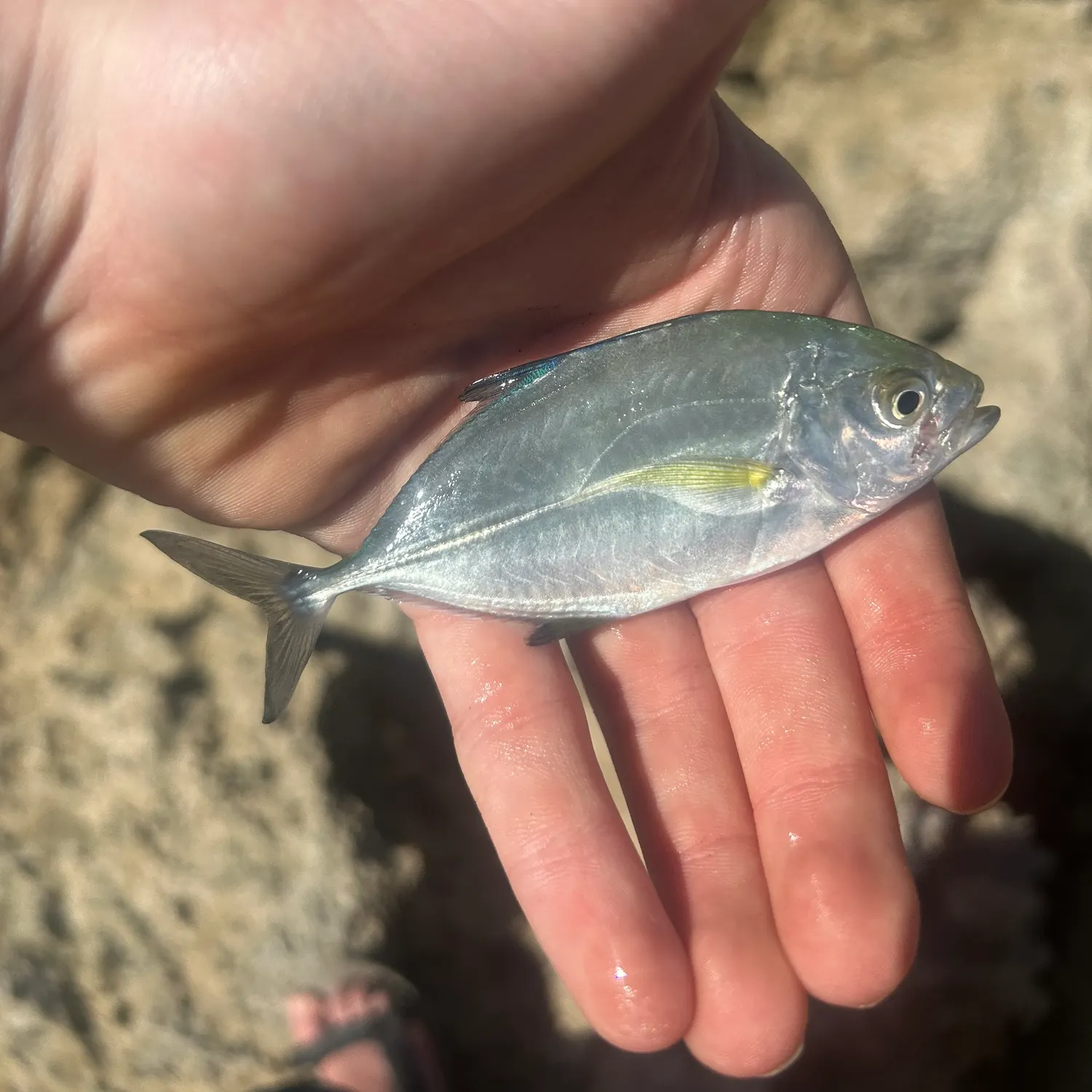 The most recent Bluefin trevally catches on Fishbrain