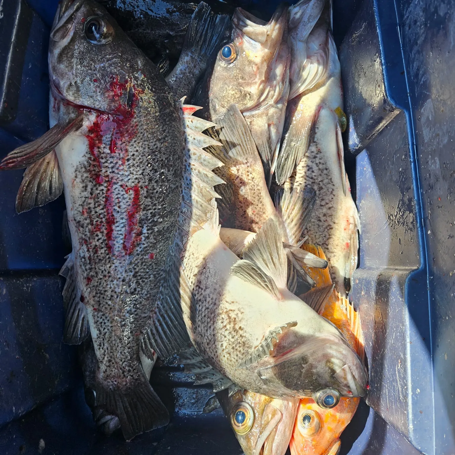 The most recent Black rockfish catches on Fishbrain