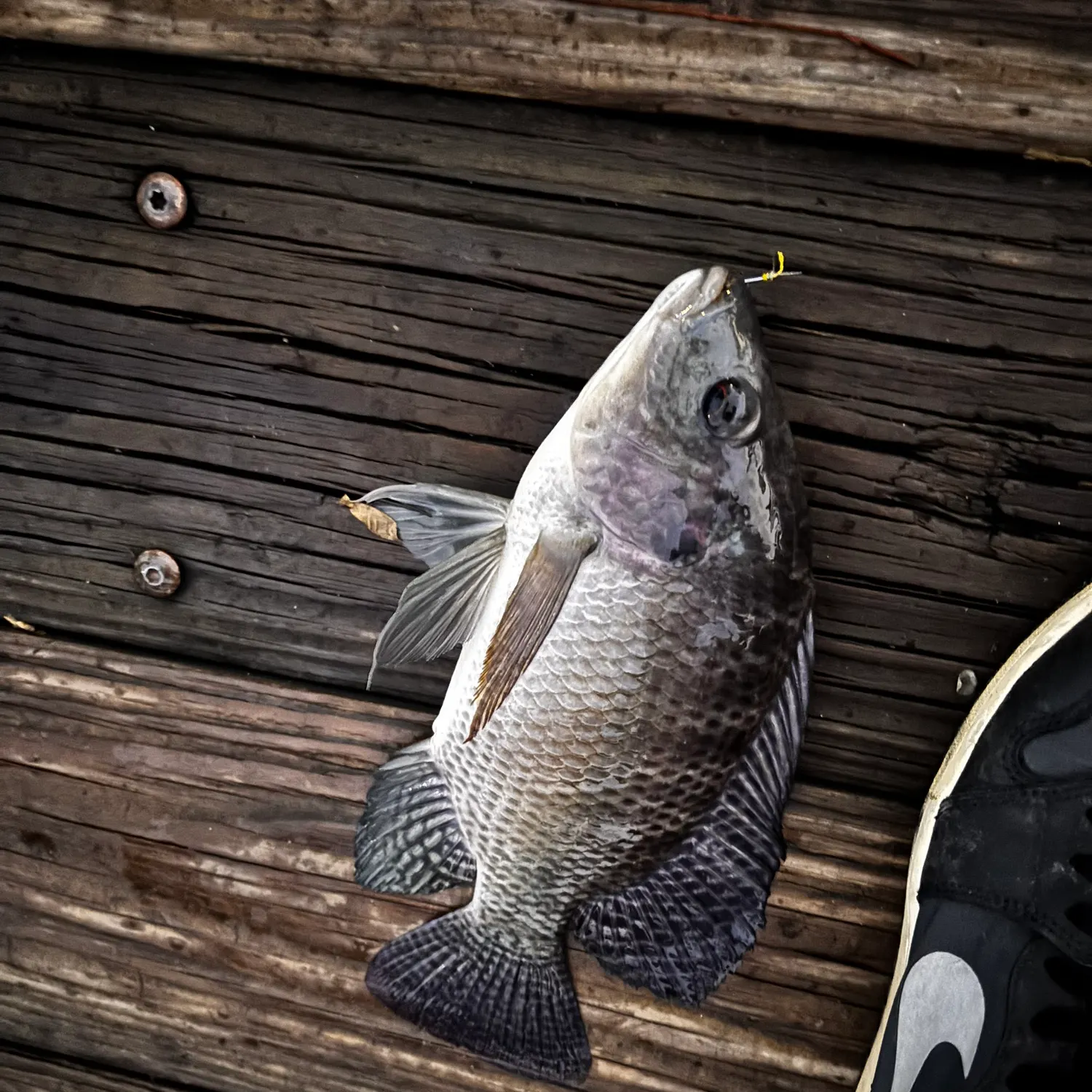 Nile tilapia caught on Fishbrain
