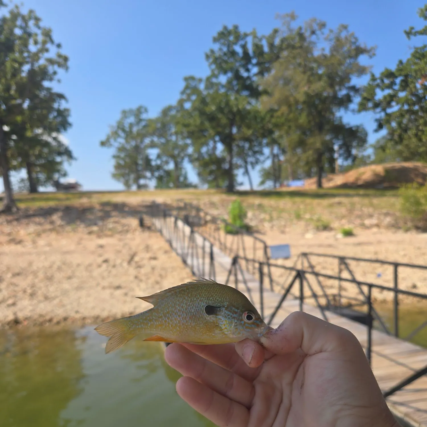 Longear sunfish caught on Fishbrain