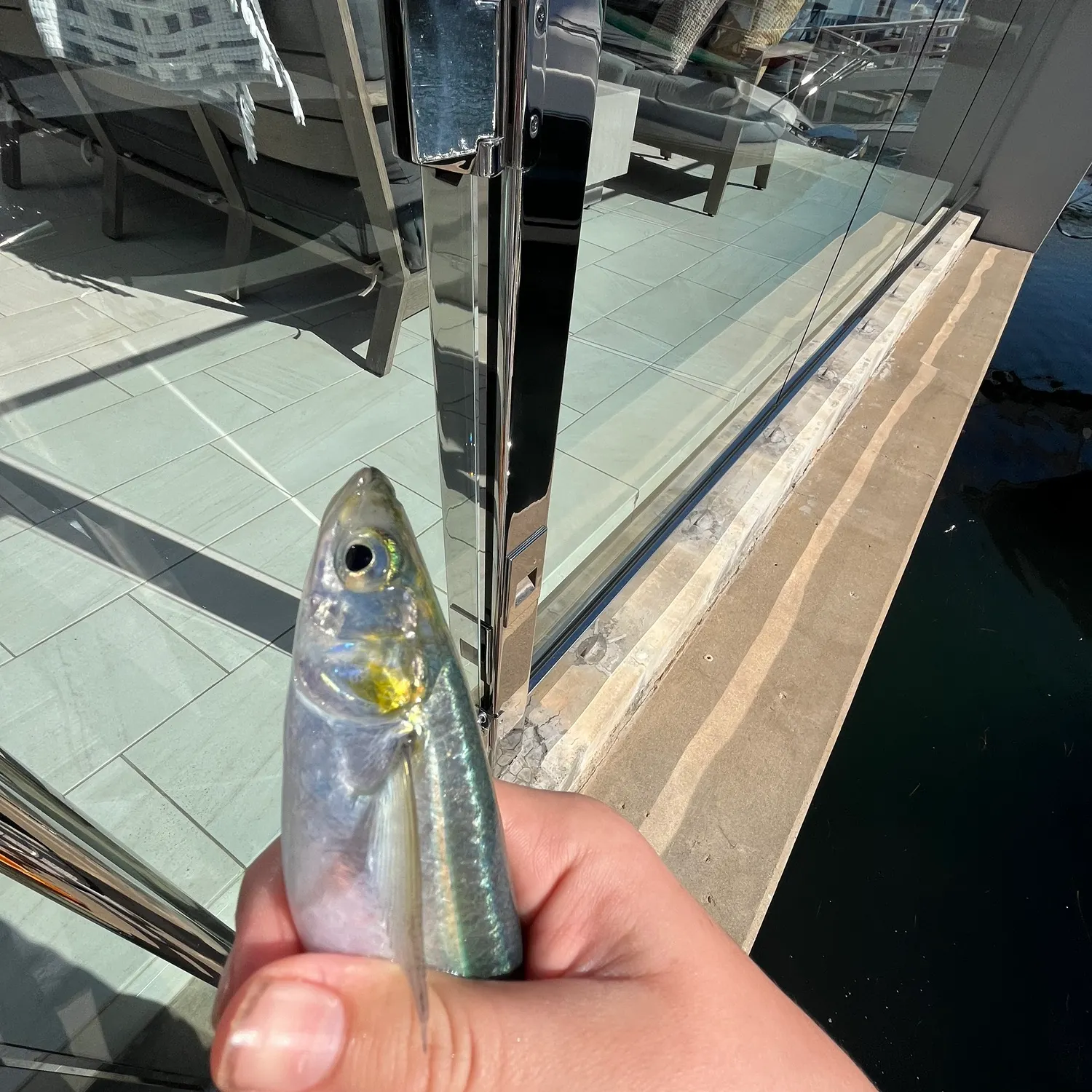 The most recent Atlantic herring catches on Fishbrain