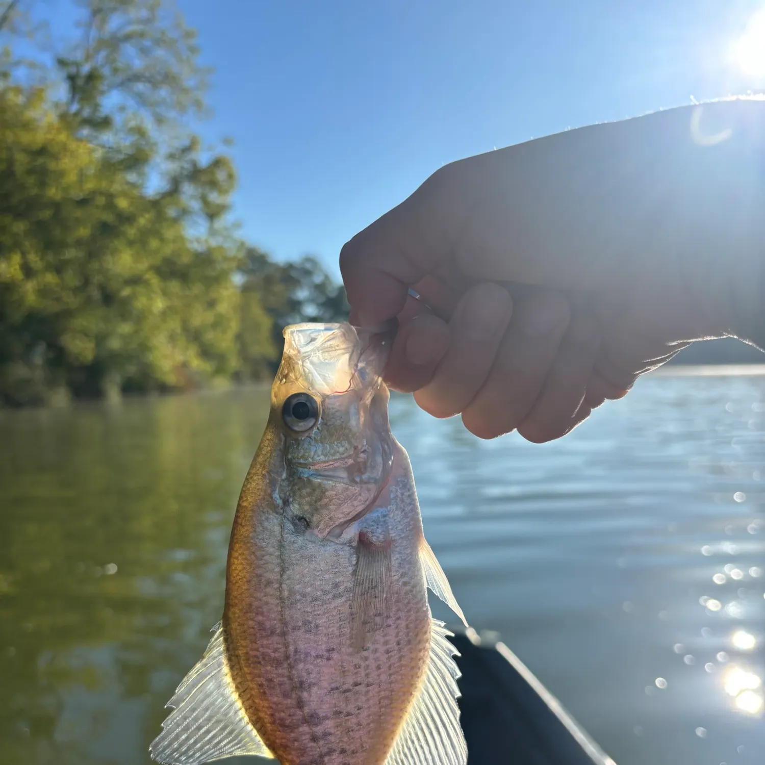 White crappie caught on Fishbrain