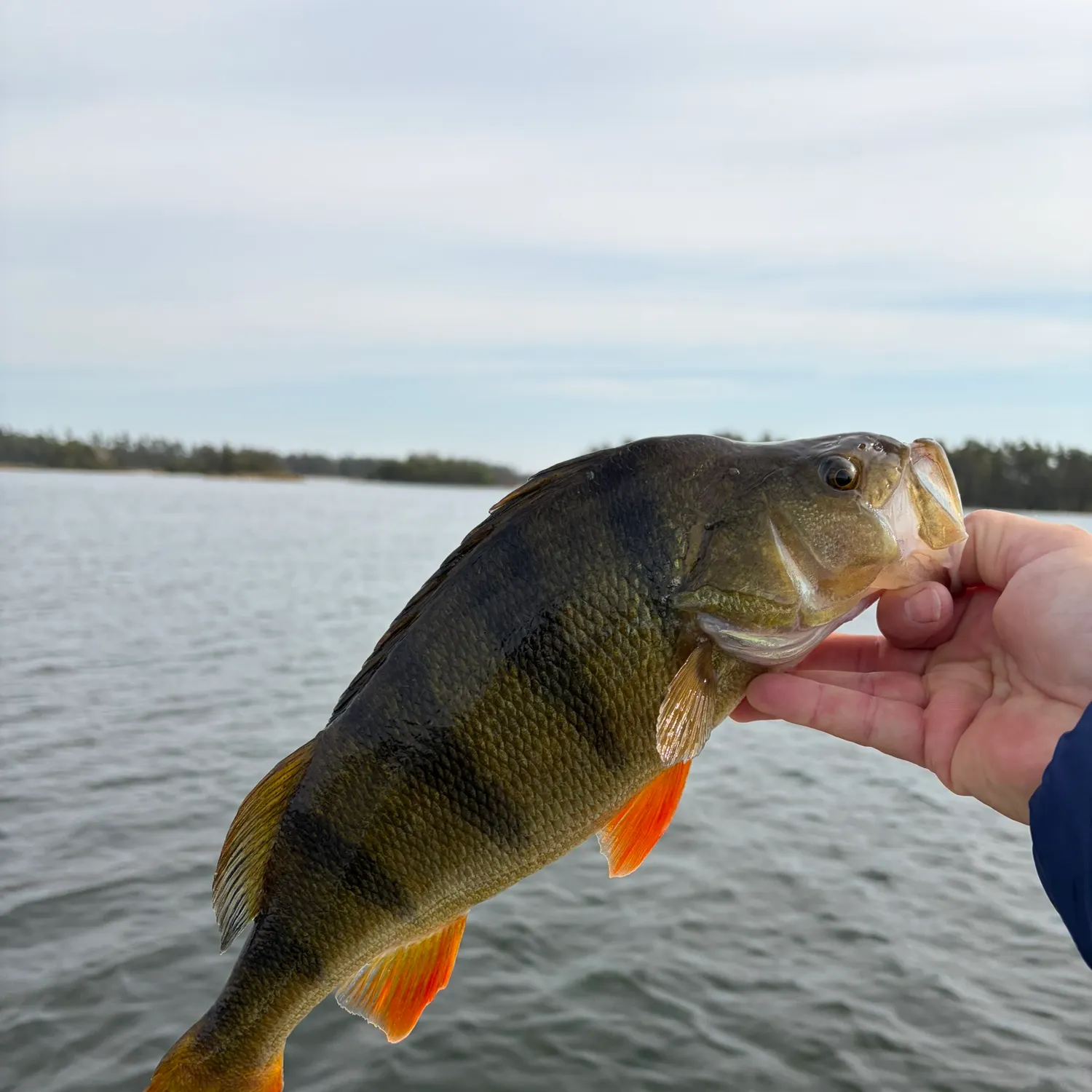 European perch caught on Fishbrain