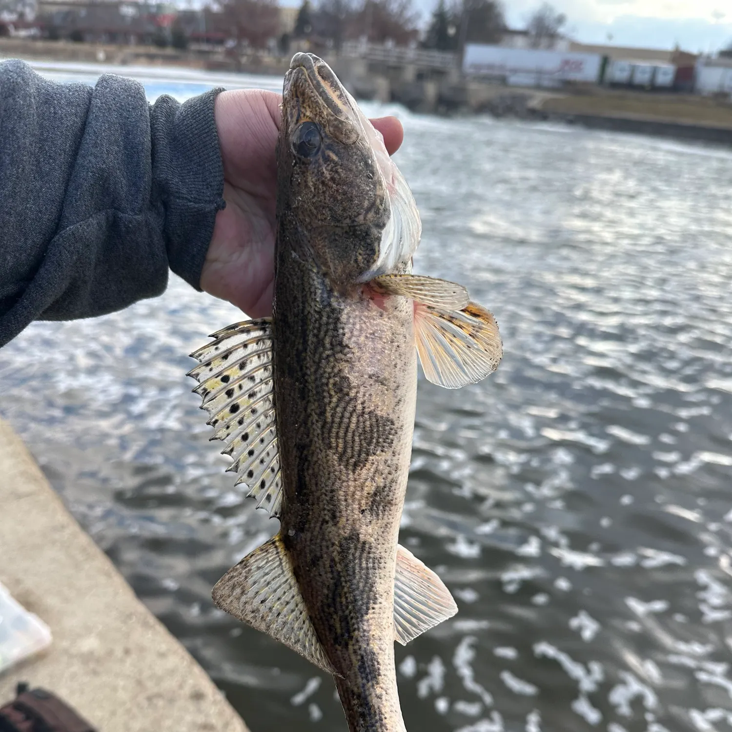 The most recent Sauger catches on Fishbrain