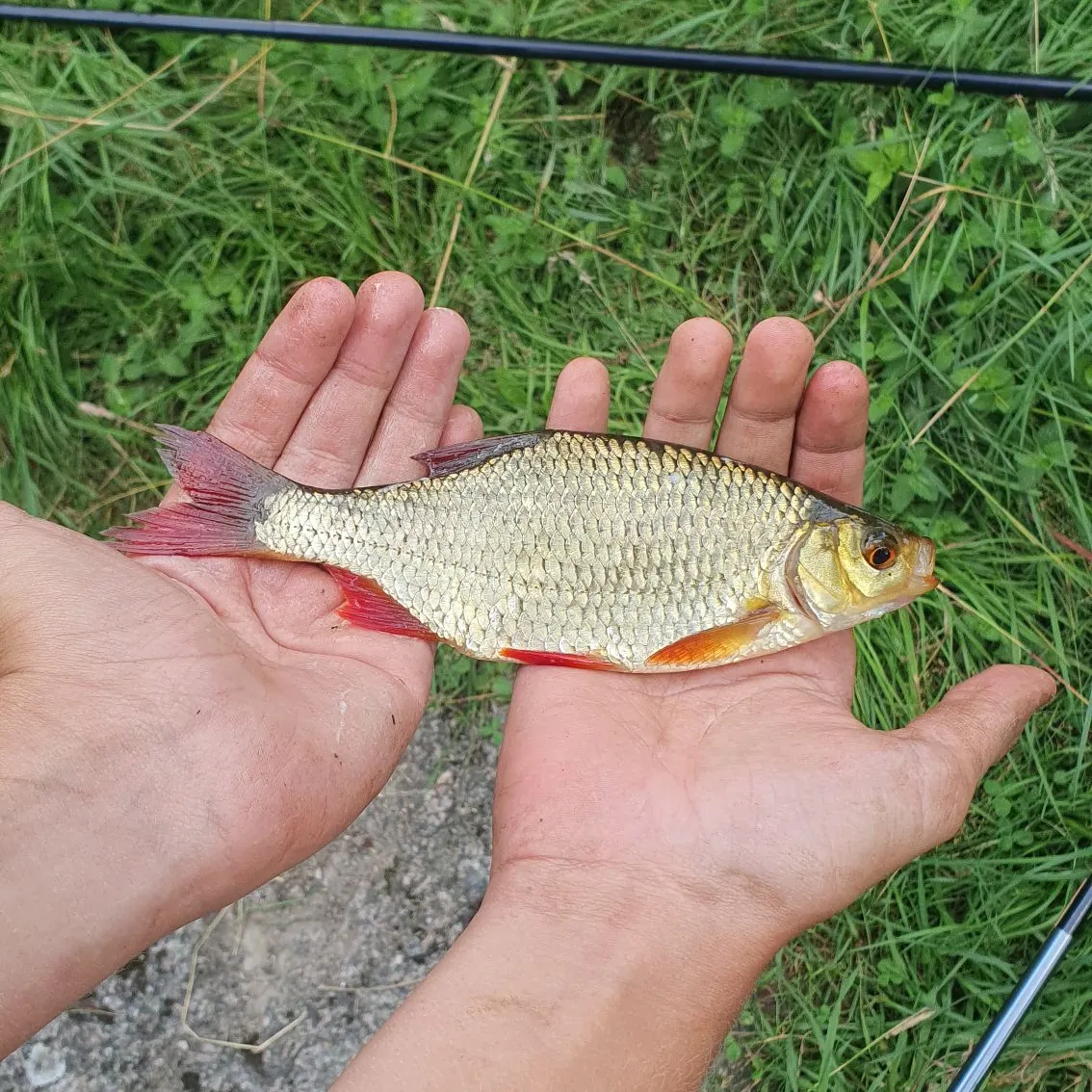 The most recent Common rudd catches on Fishbrain