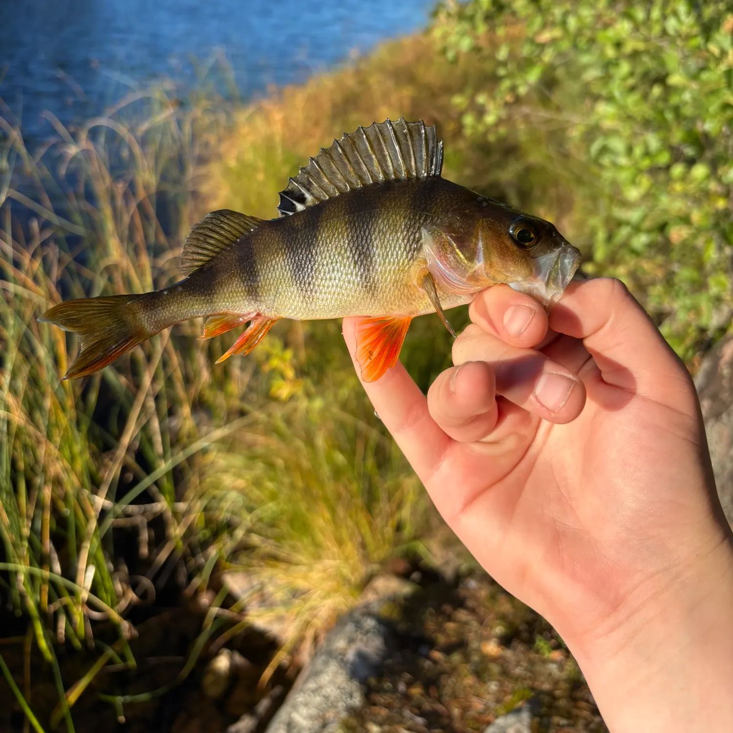 European perch caught on Fishbrain