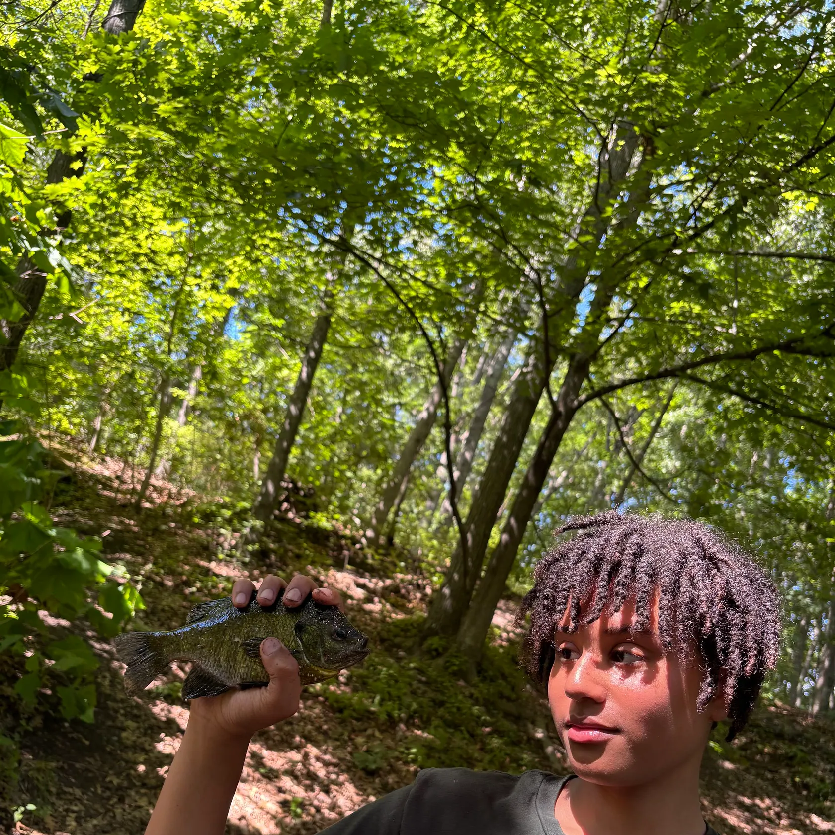 Bluegill caught on Fishbrain