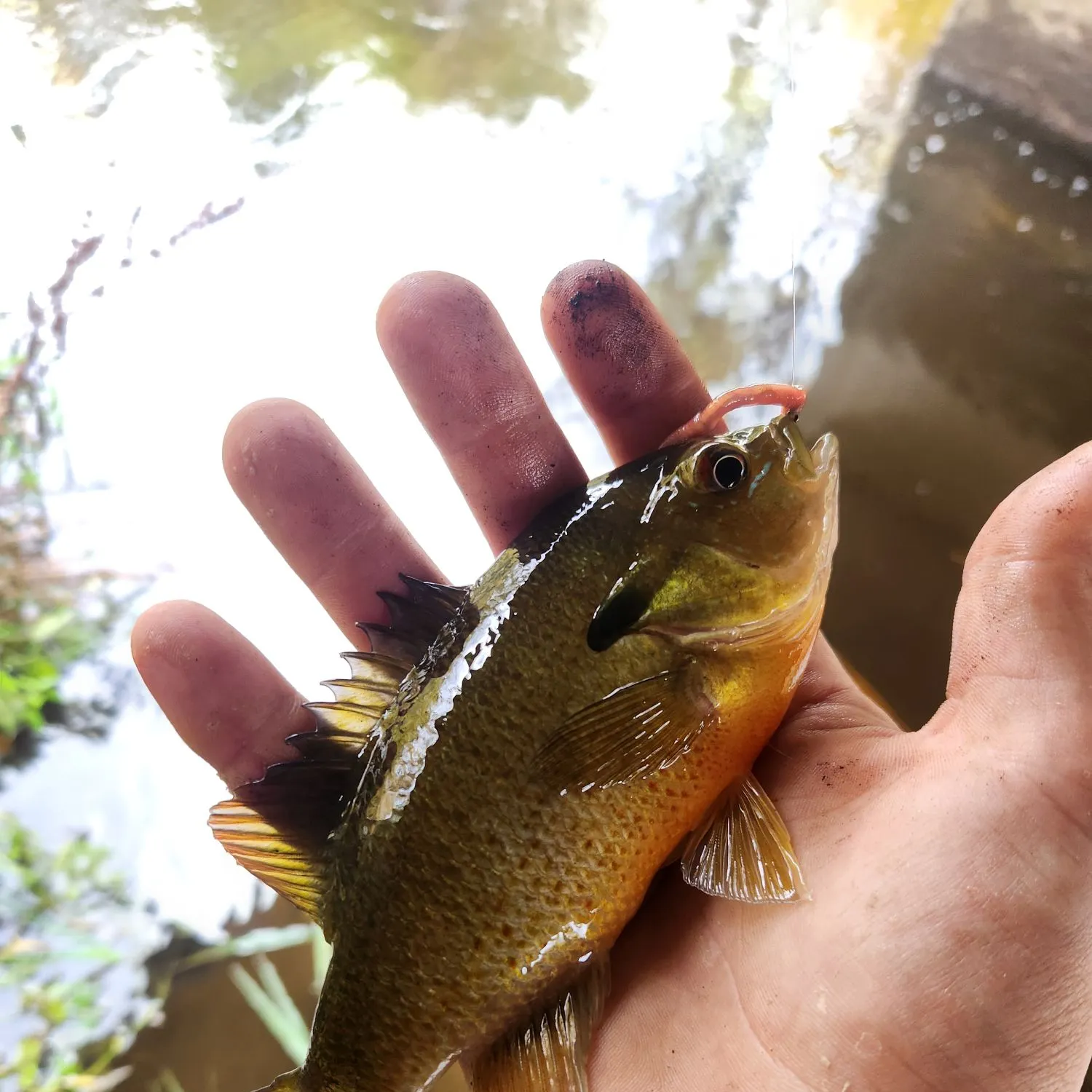 Redbreast sunfish caught on Fishbrain