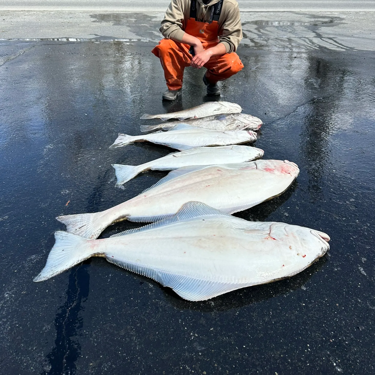 The most recent Pacific halibut catches on Fishbrain