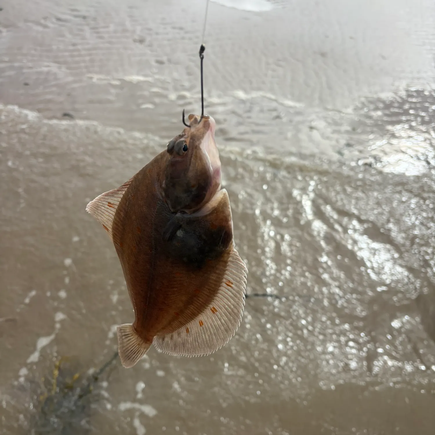 European flounder caught on Fishbrain