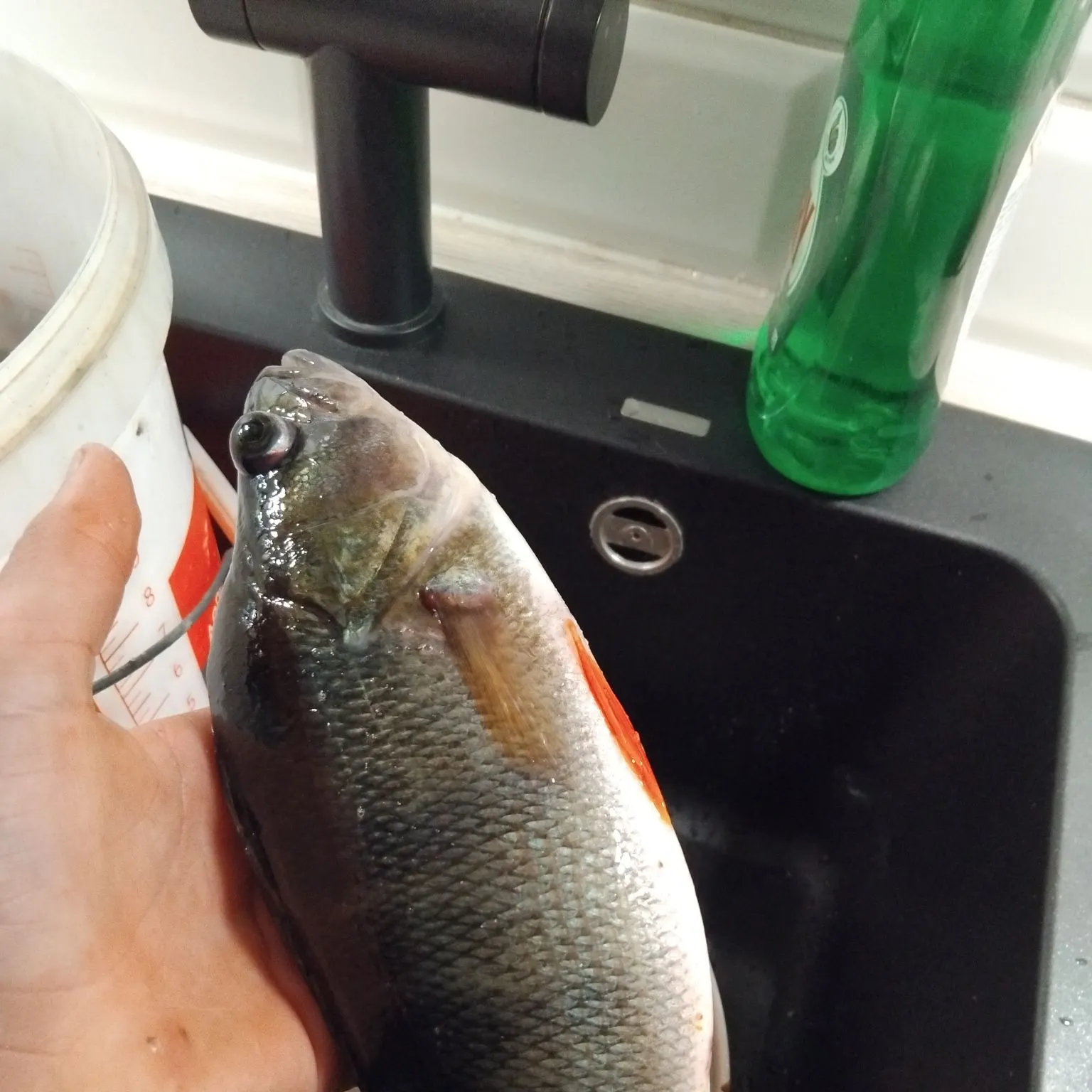 European perch caught on Fishbrain