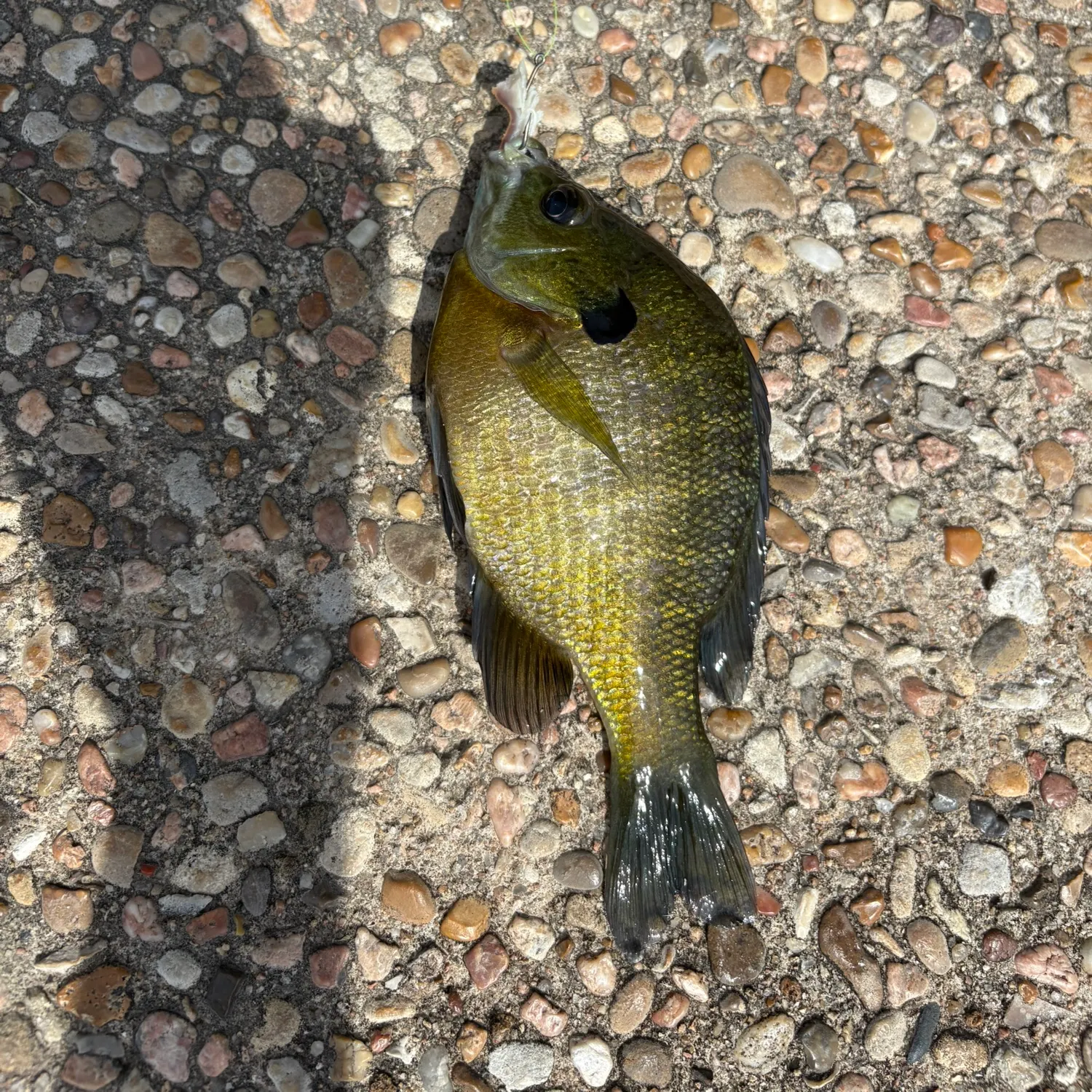 Bluegill caught on Fishbrain