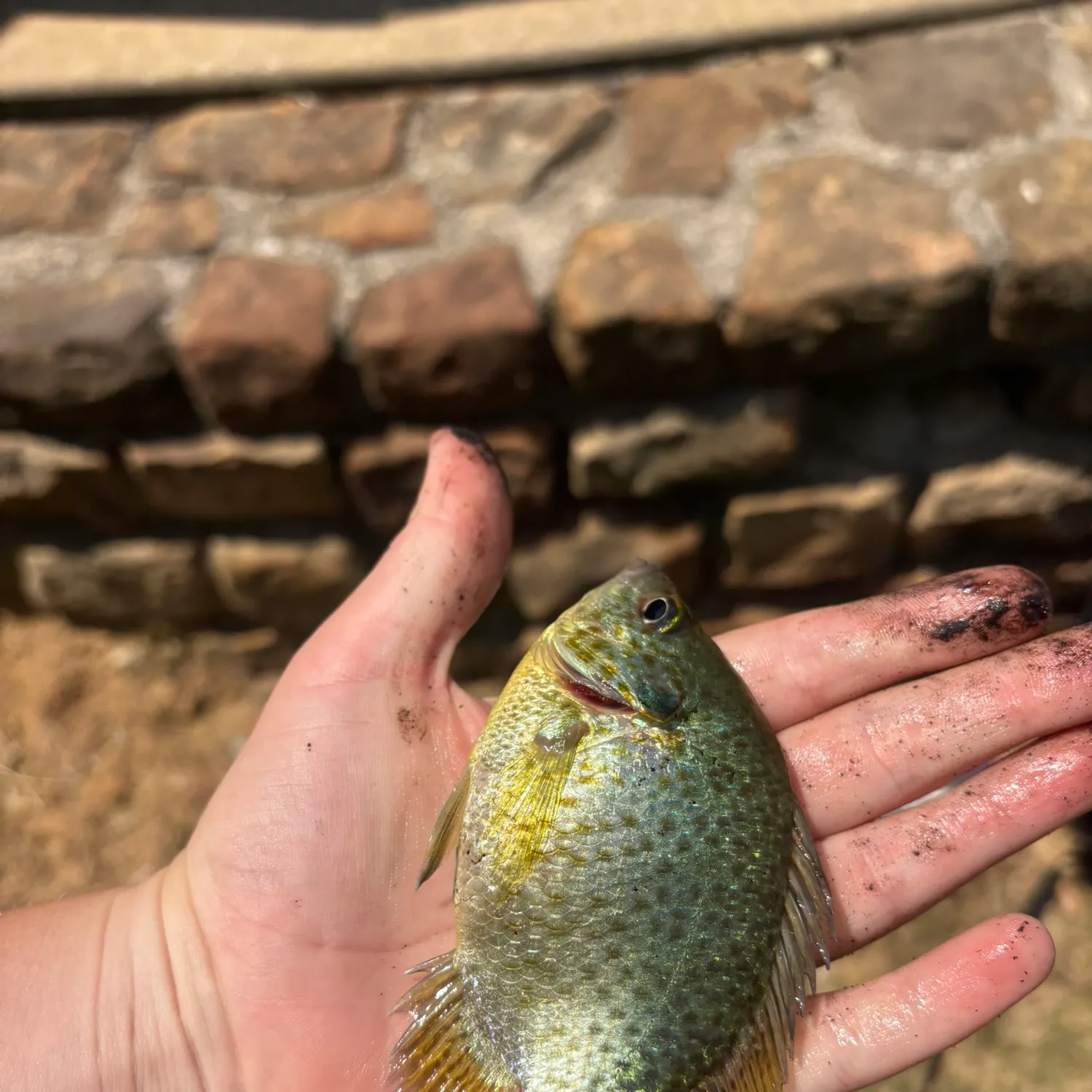 Greengill hybrid caught on Fishbrain