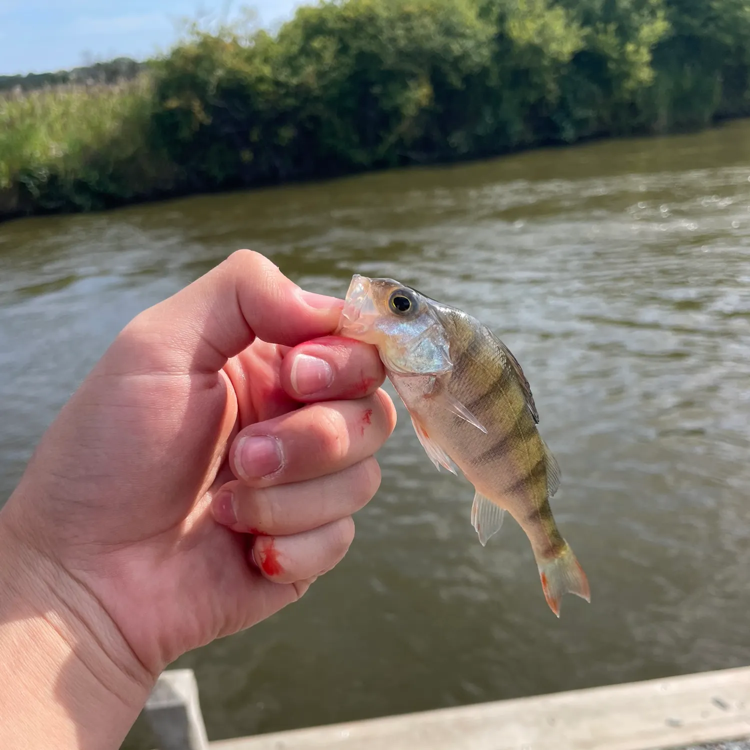 European perch caught on Fishbrain