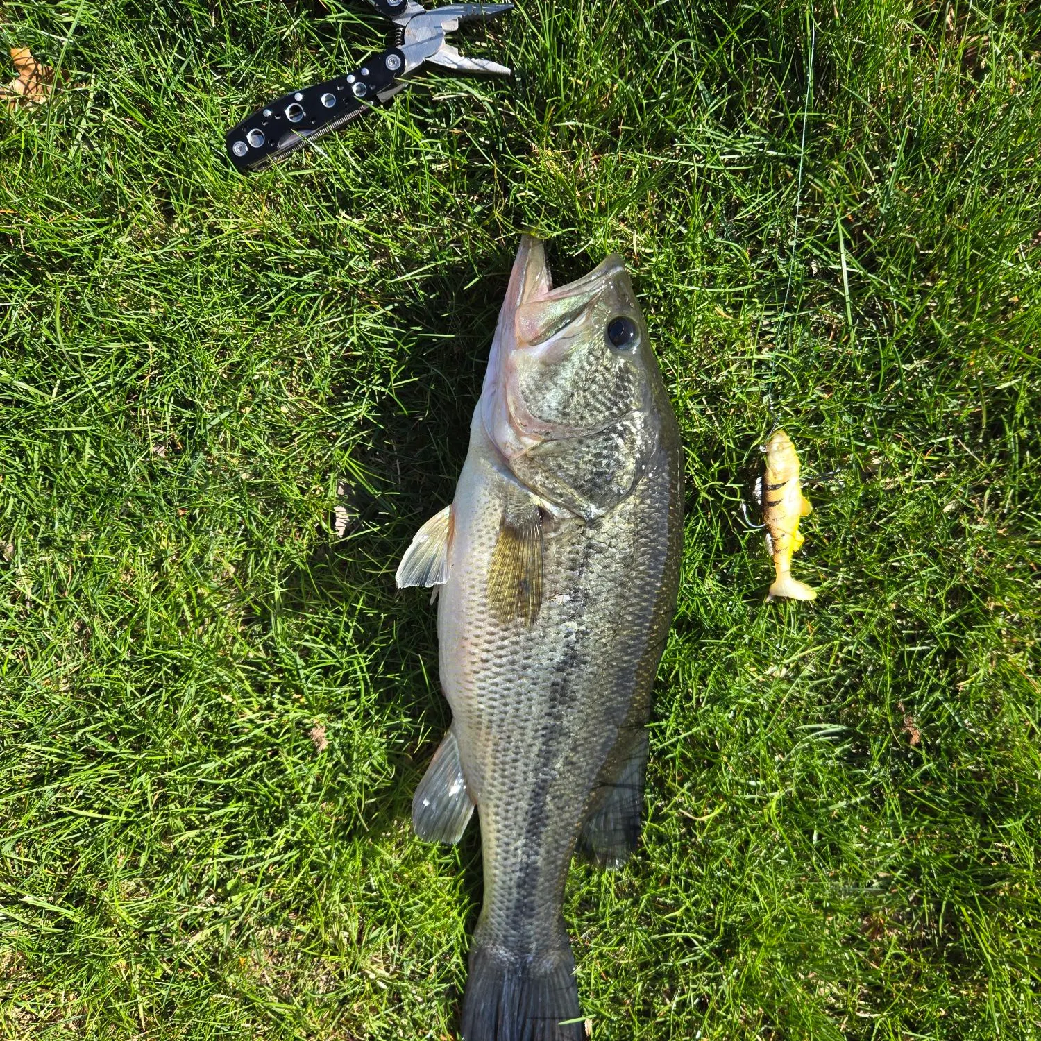angler catch